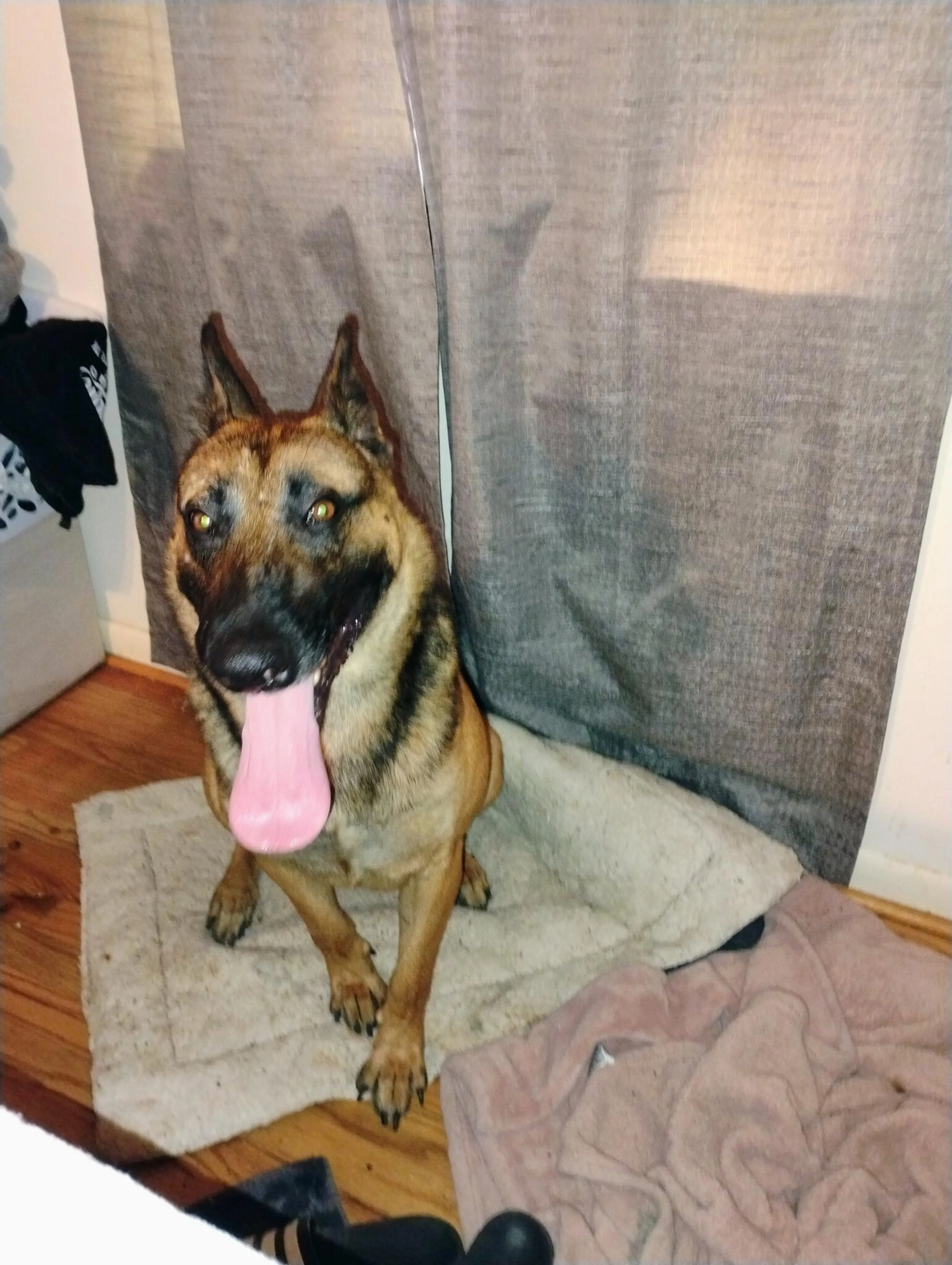 Lost pet
