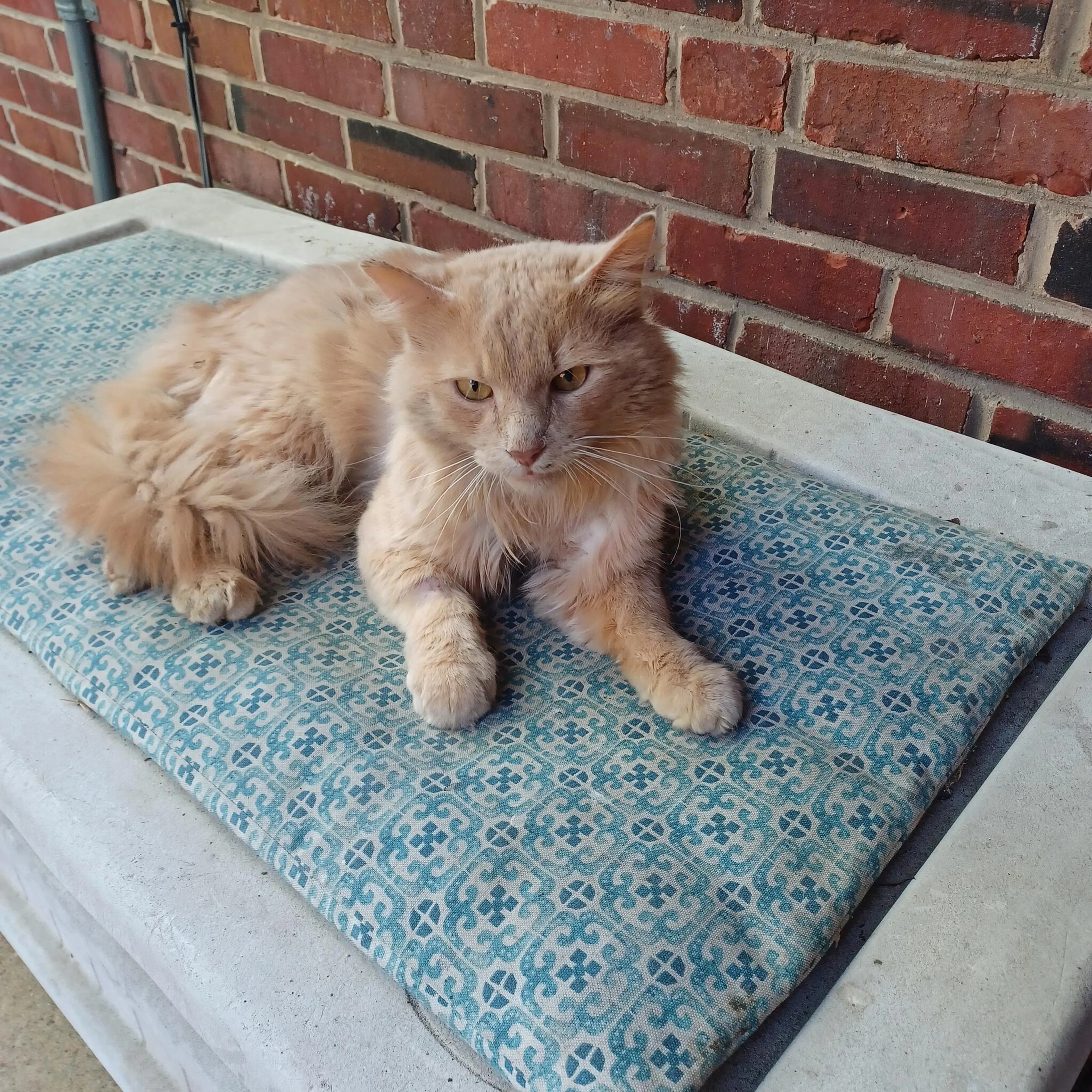 Found pet