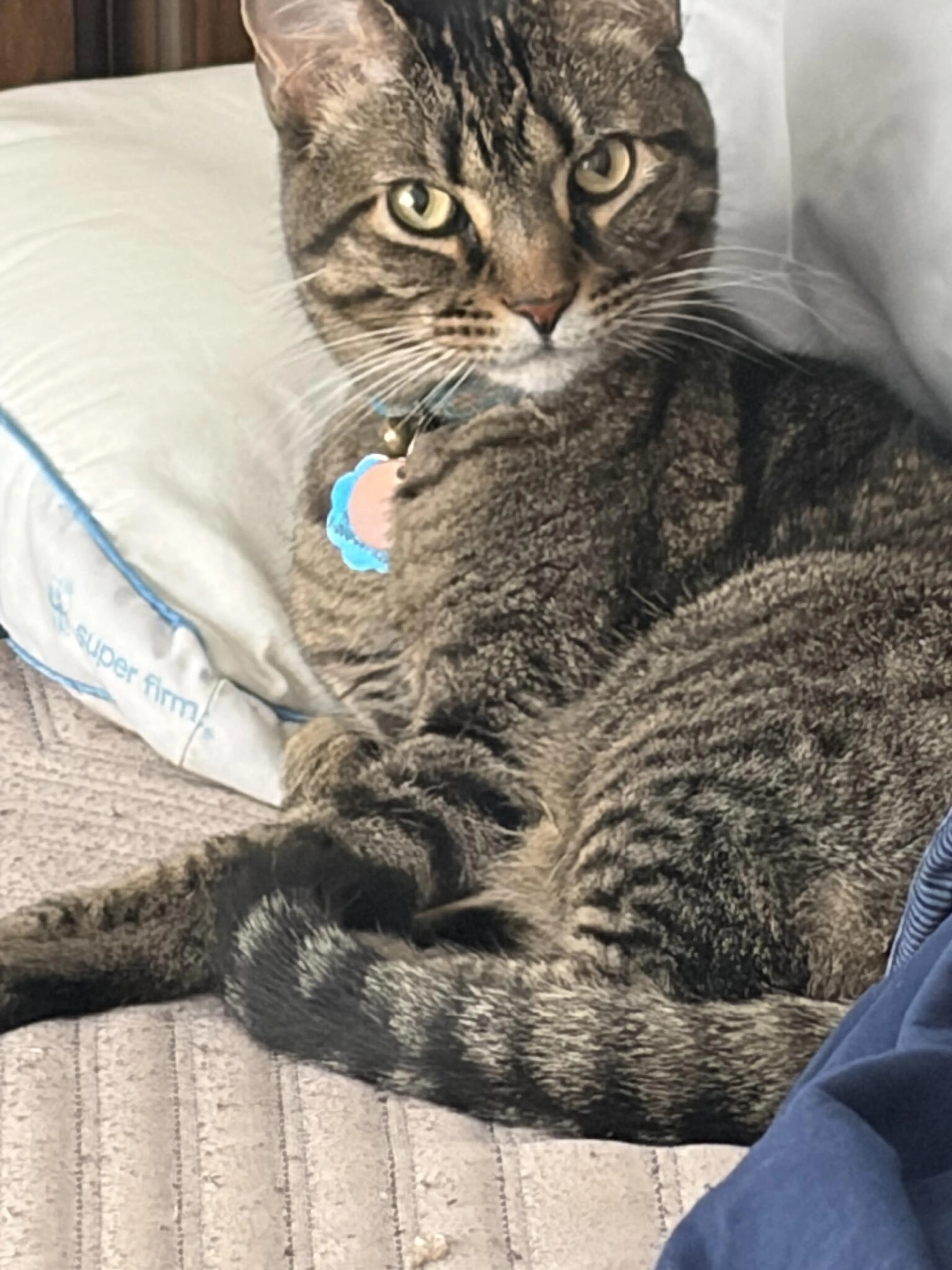 Lost pet