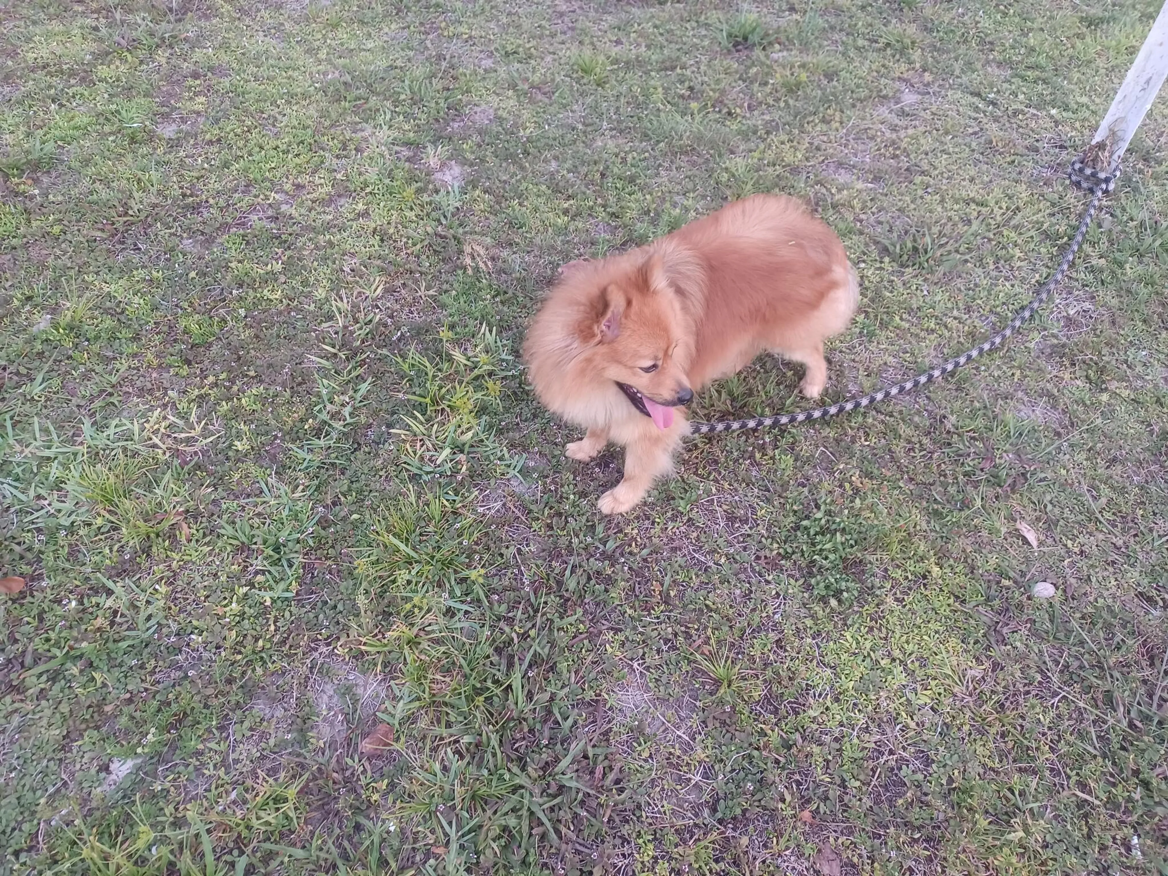 Found pet