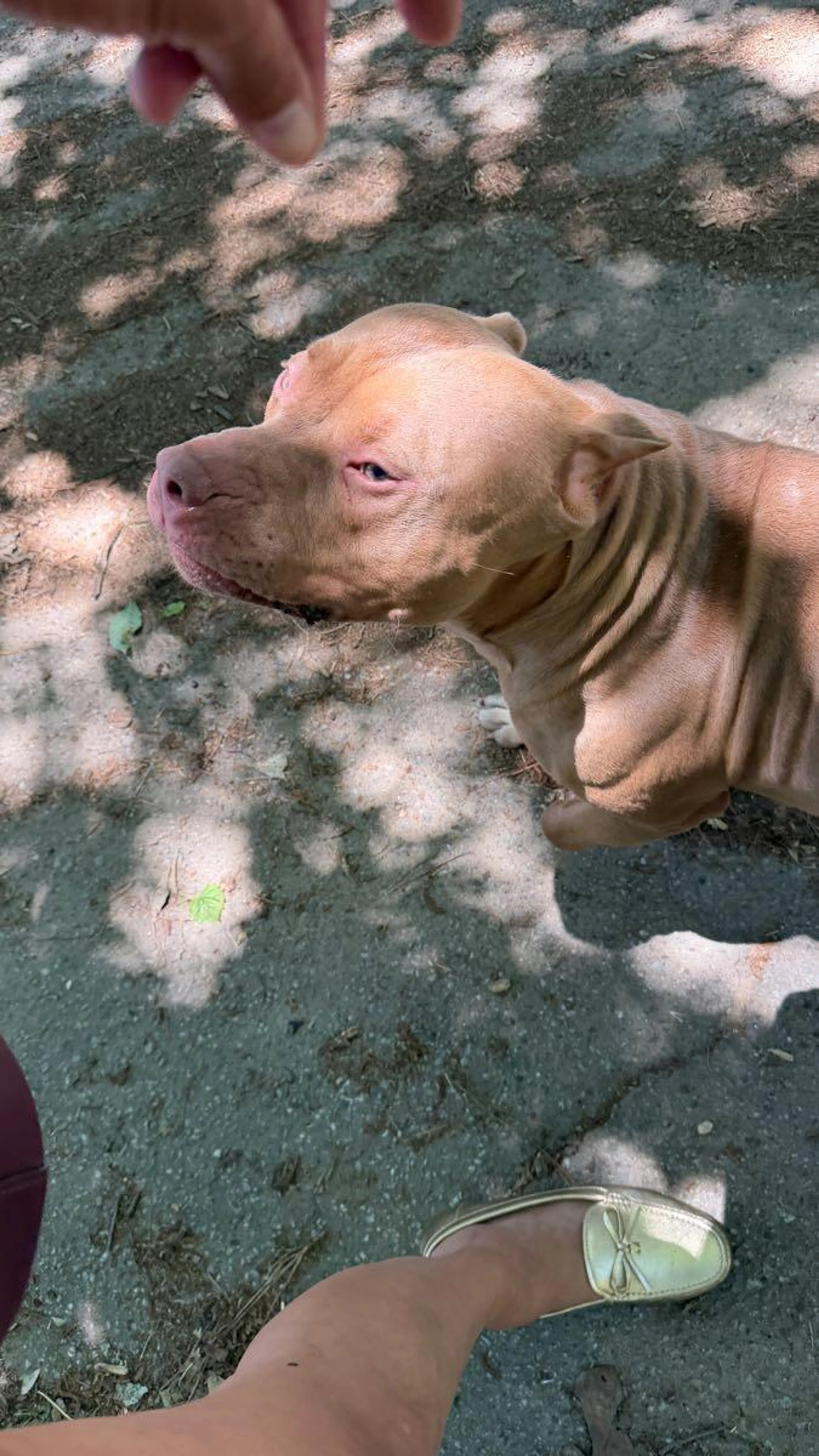Found pet