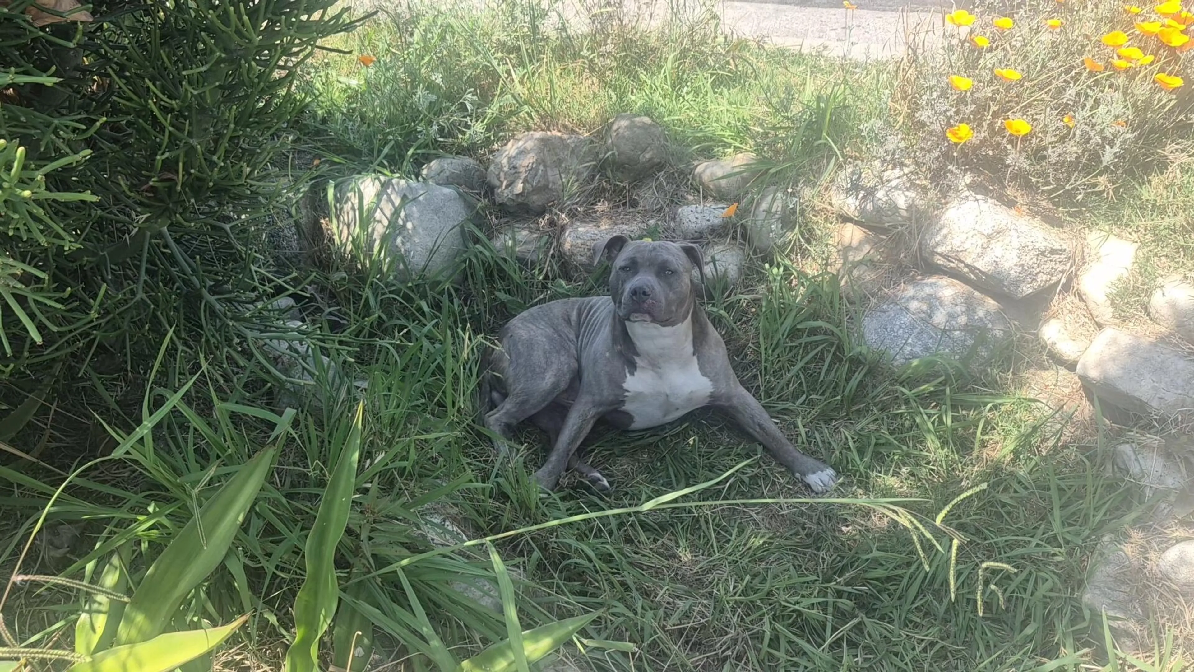 Found pet