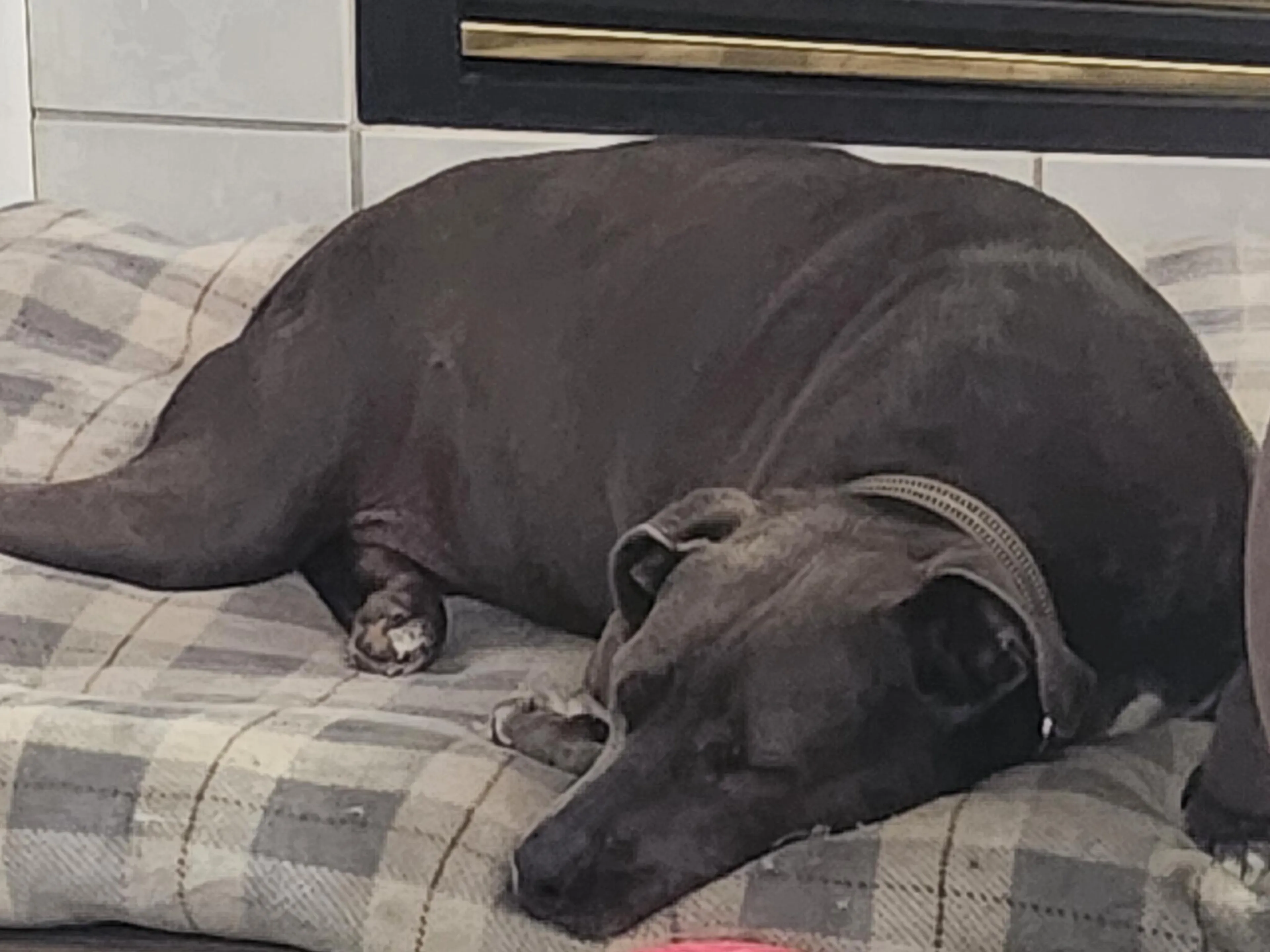 Lost pet