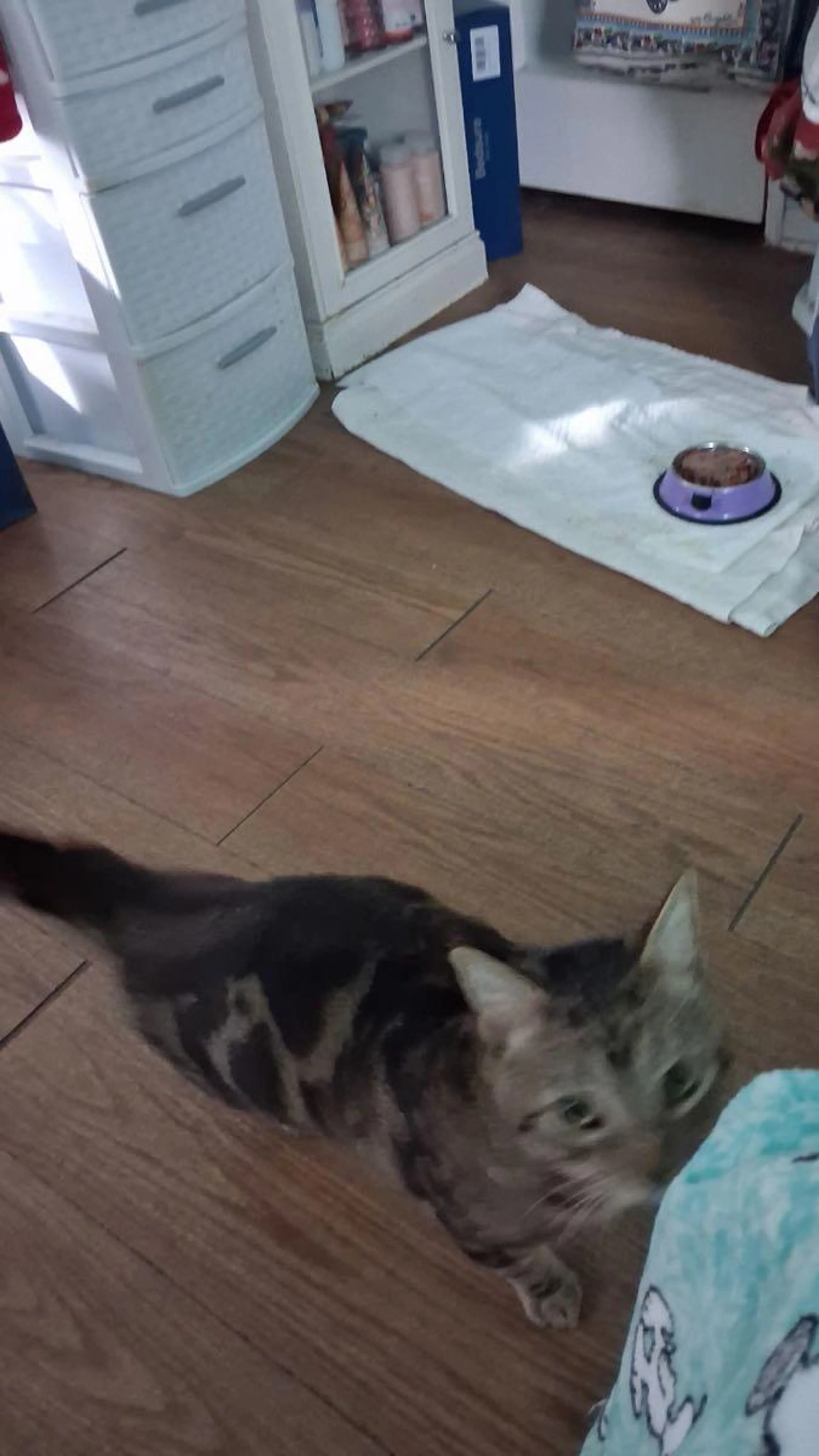 Lost pet