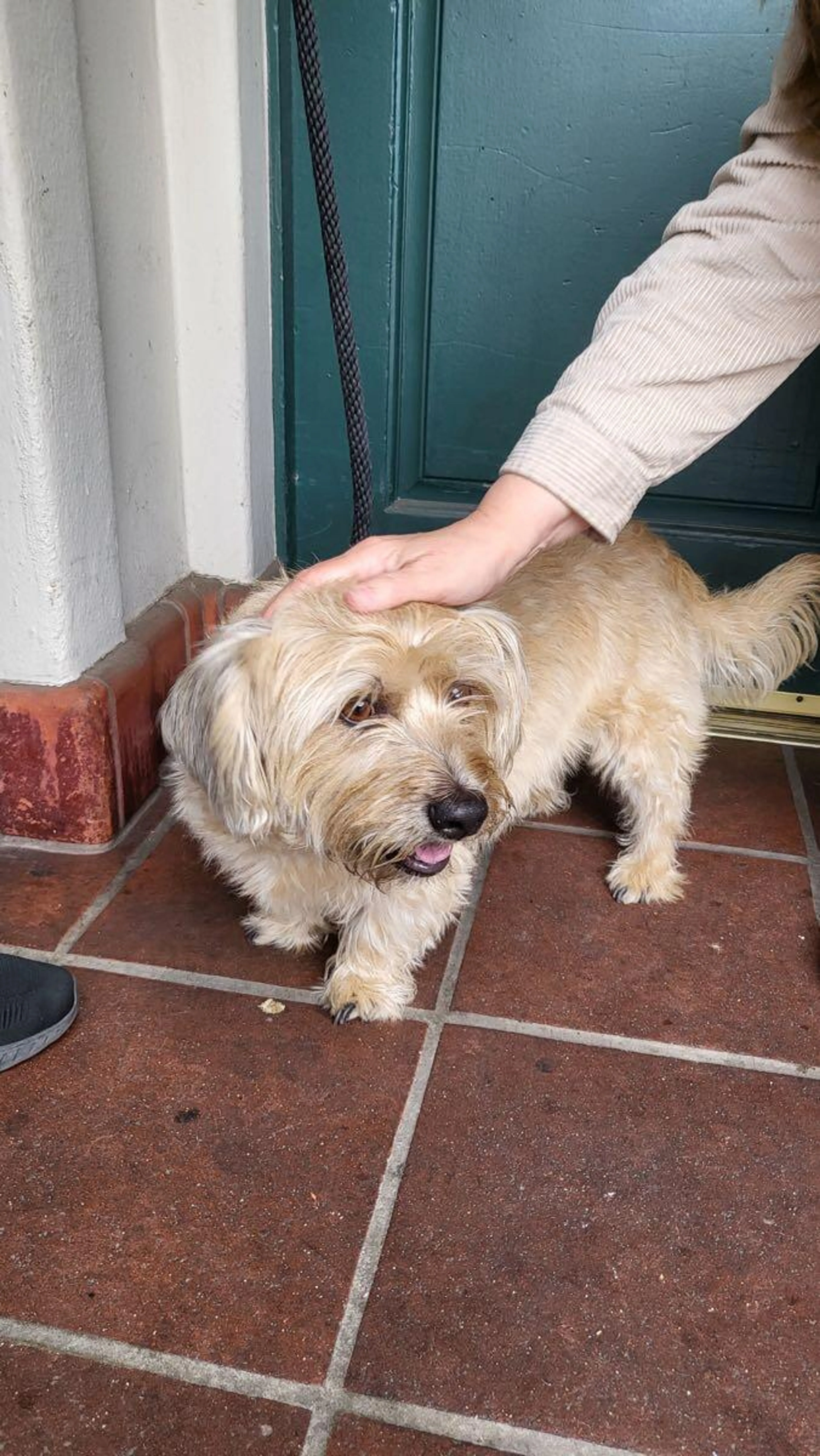 Found pet