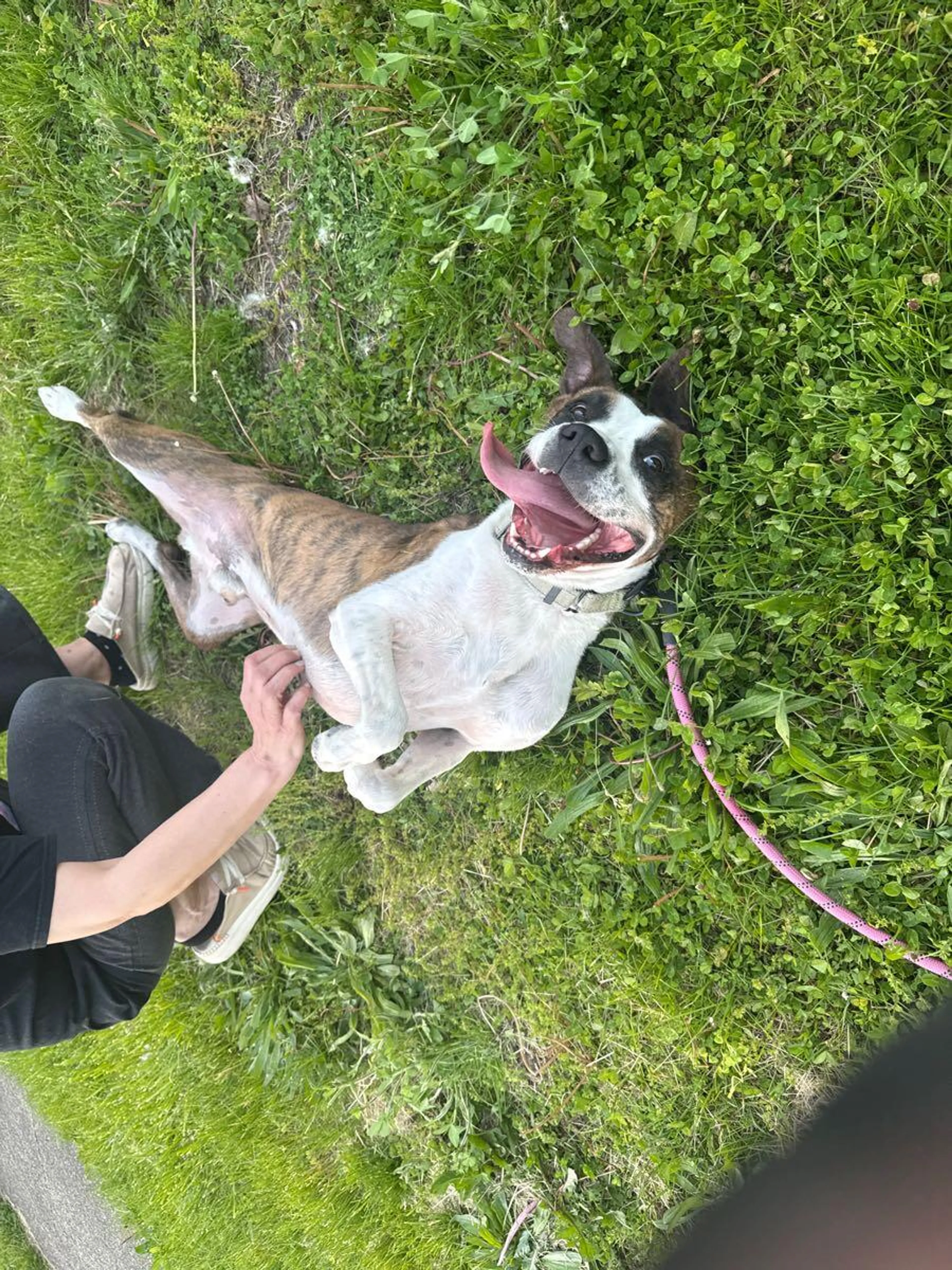 Found pet