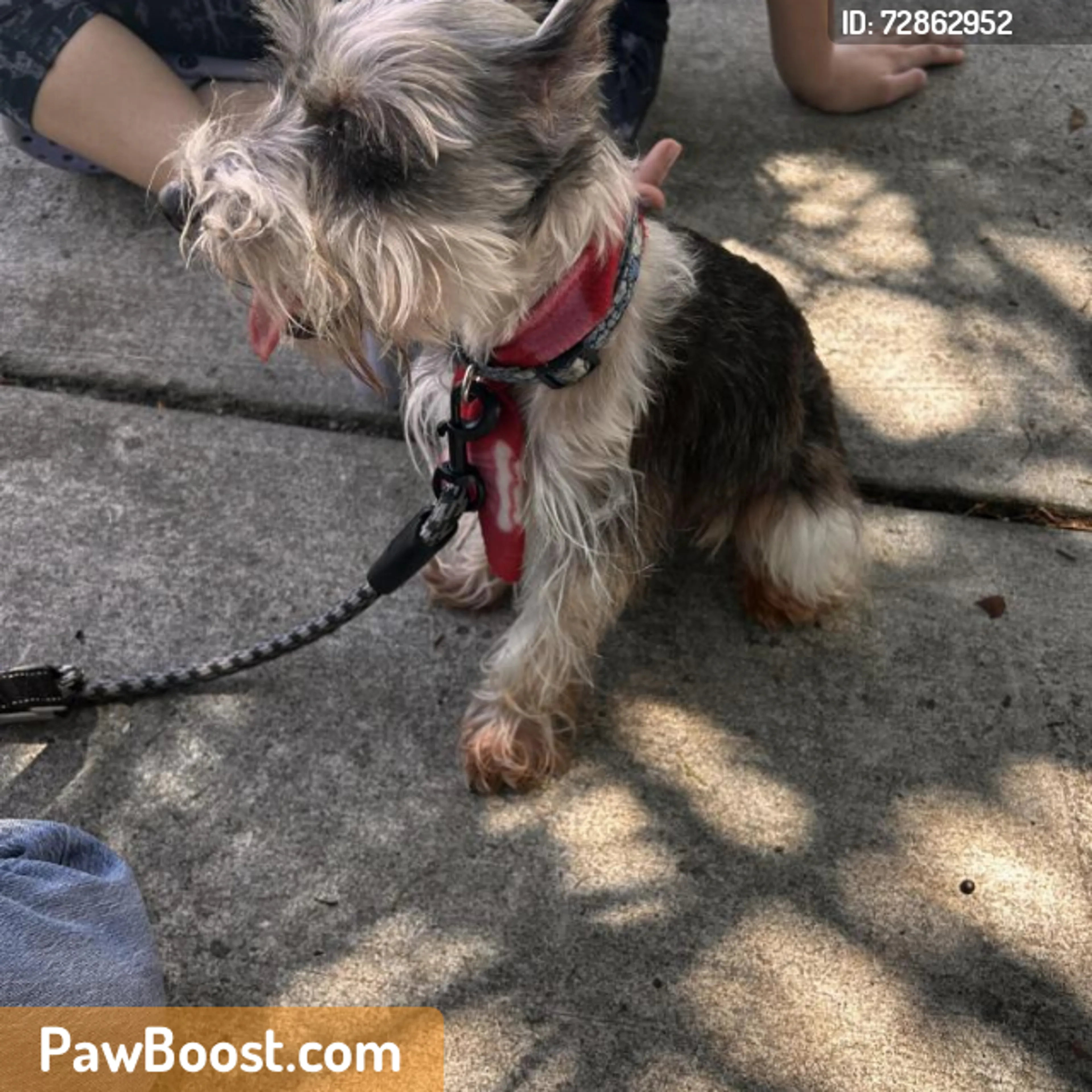 Found pet