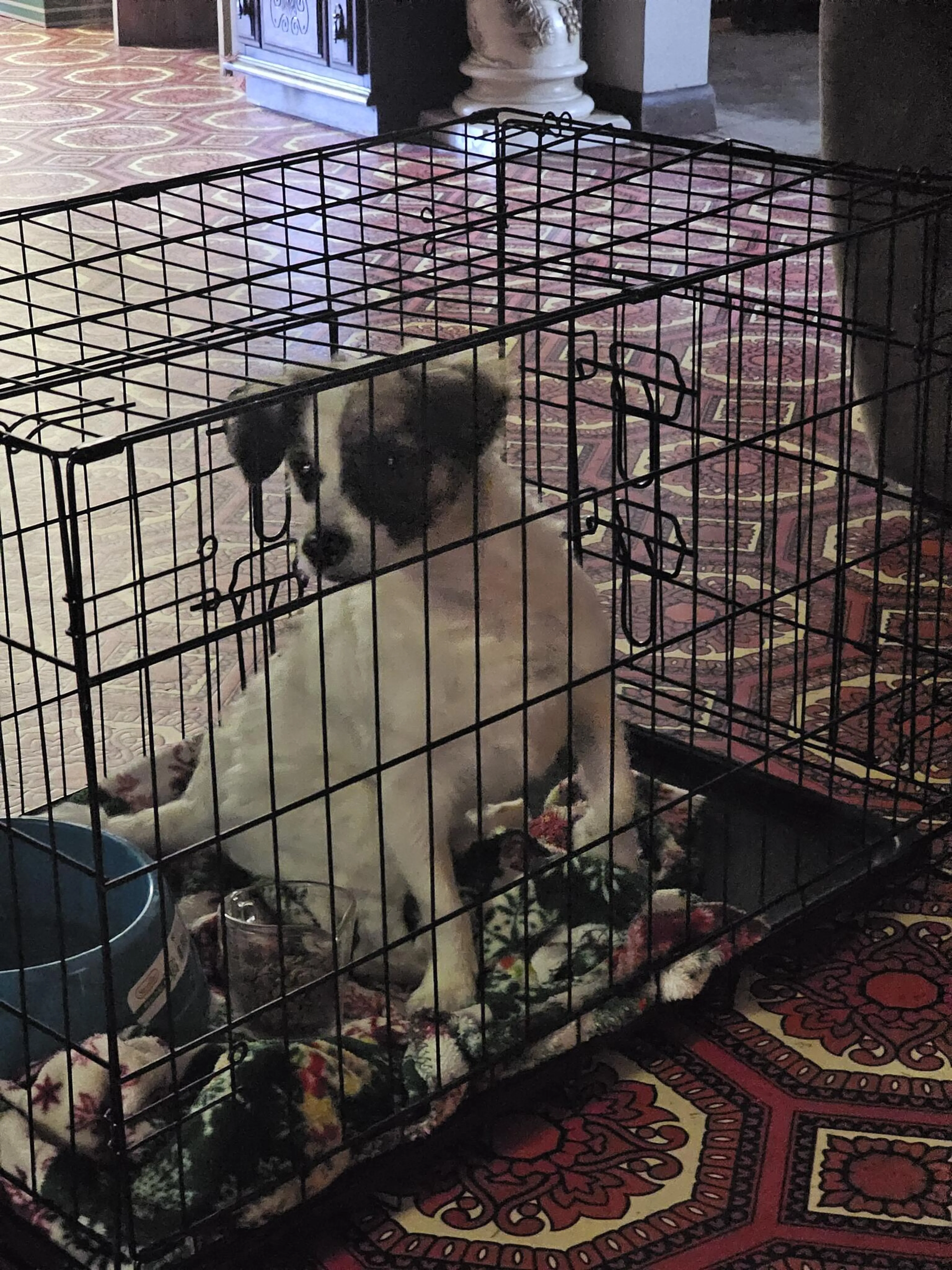 Found pet