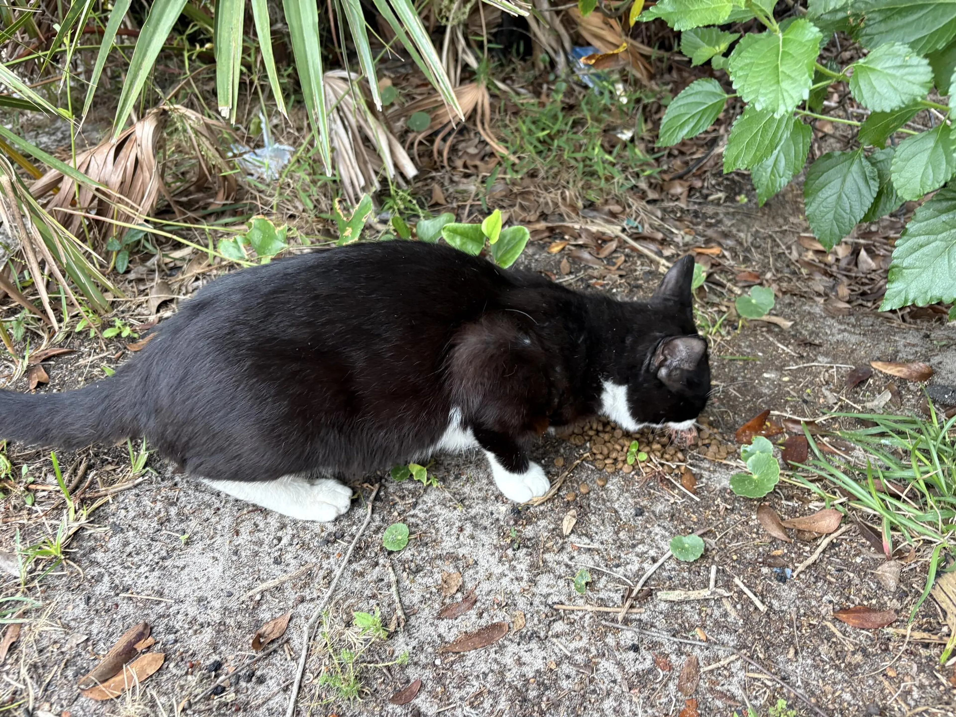 Found pet