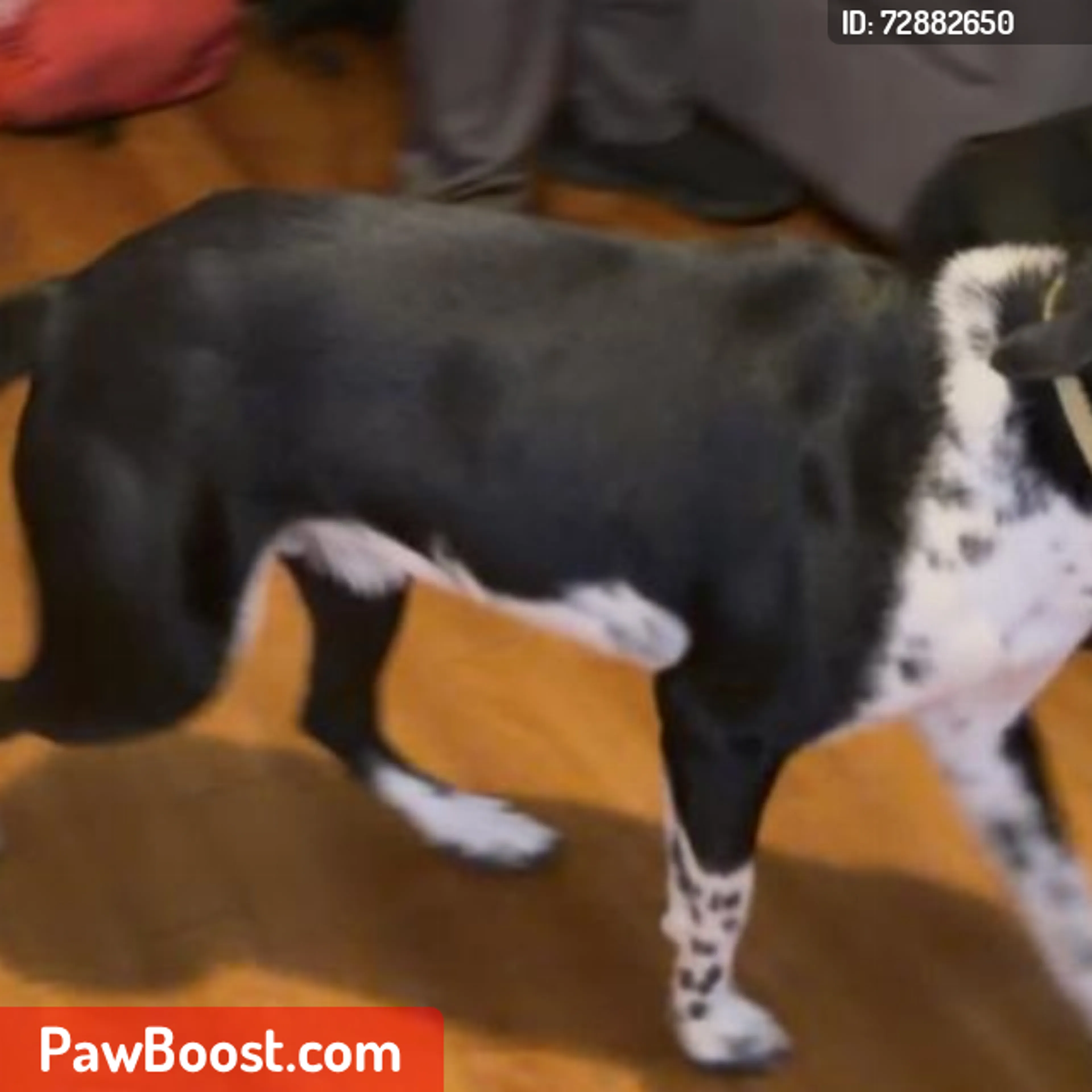 Lost pet