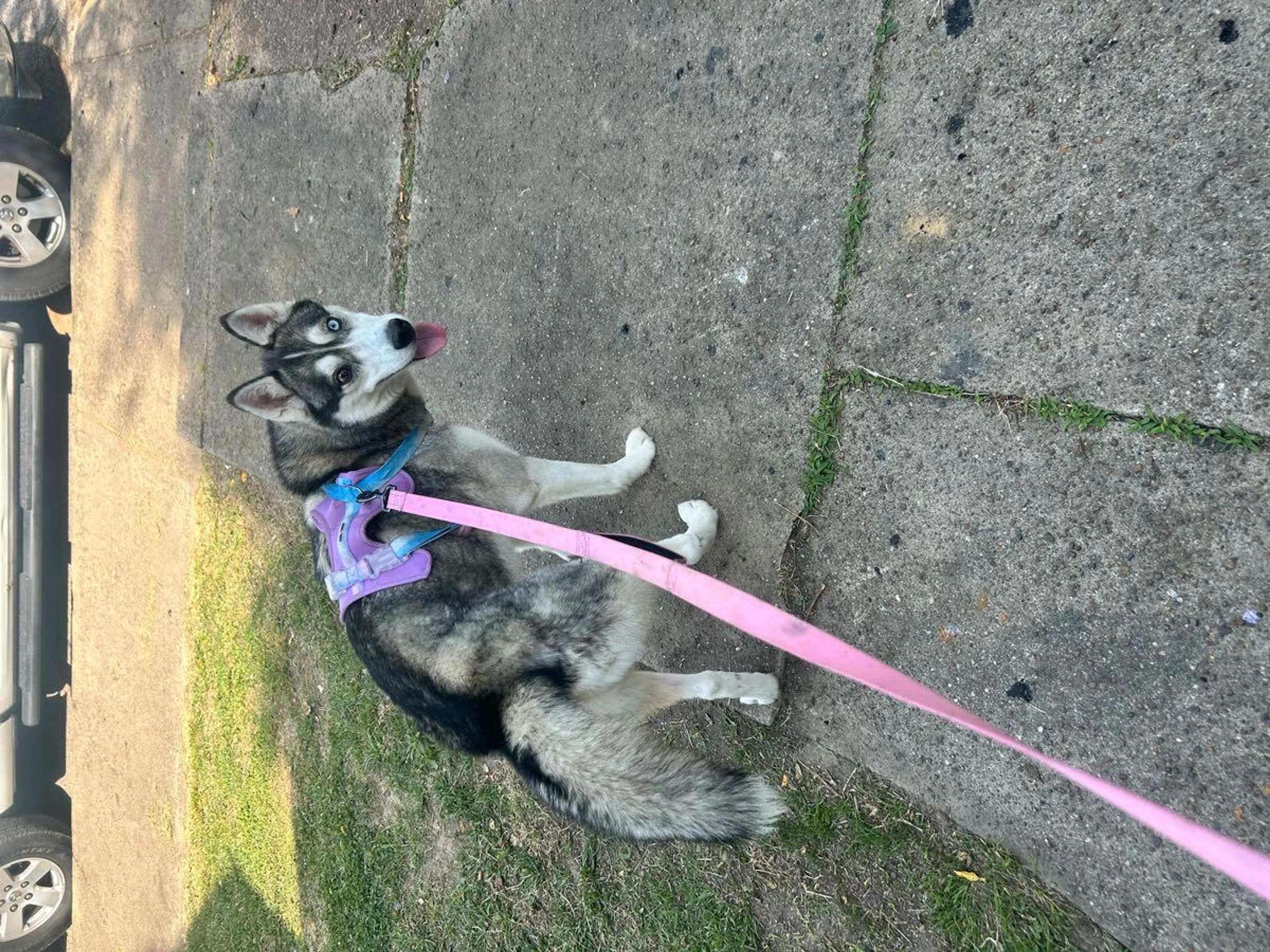 Found pet