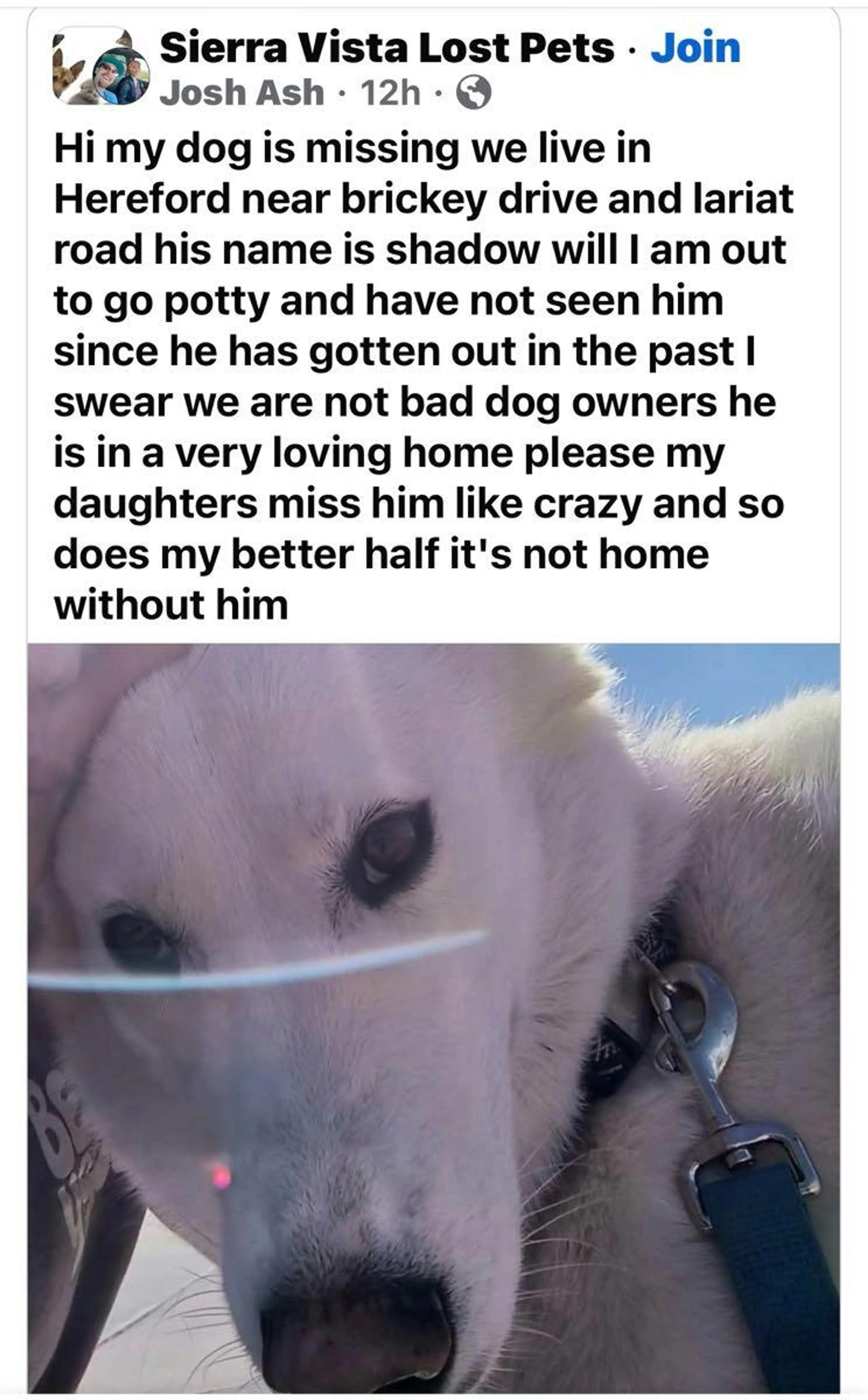 Lost pet