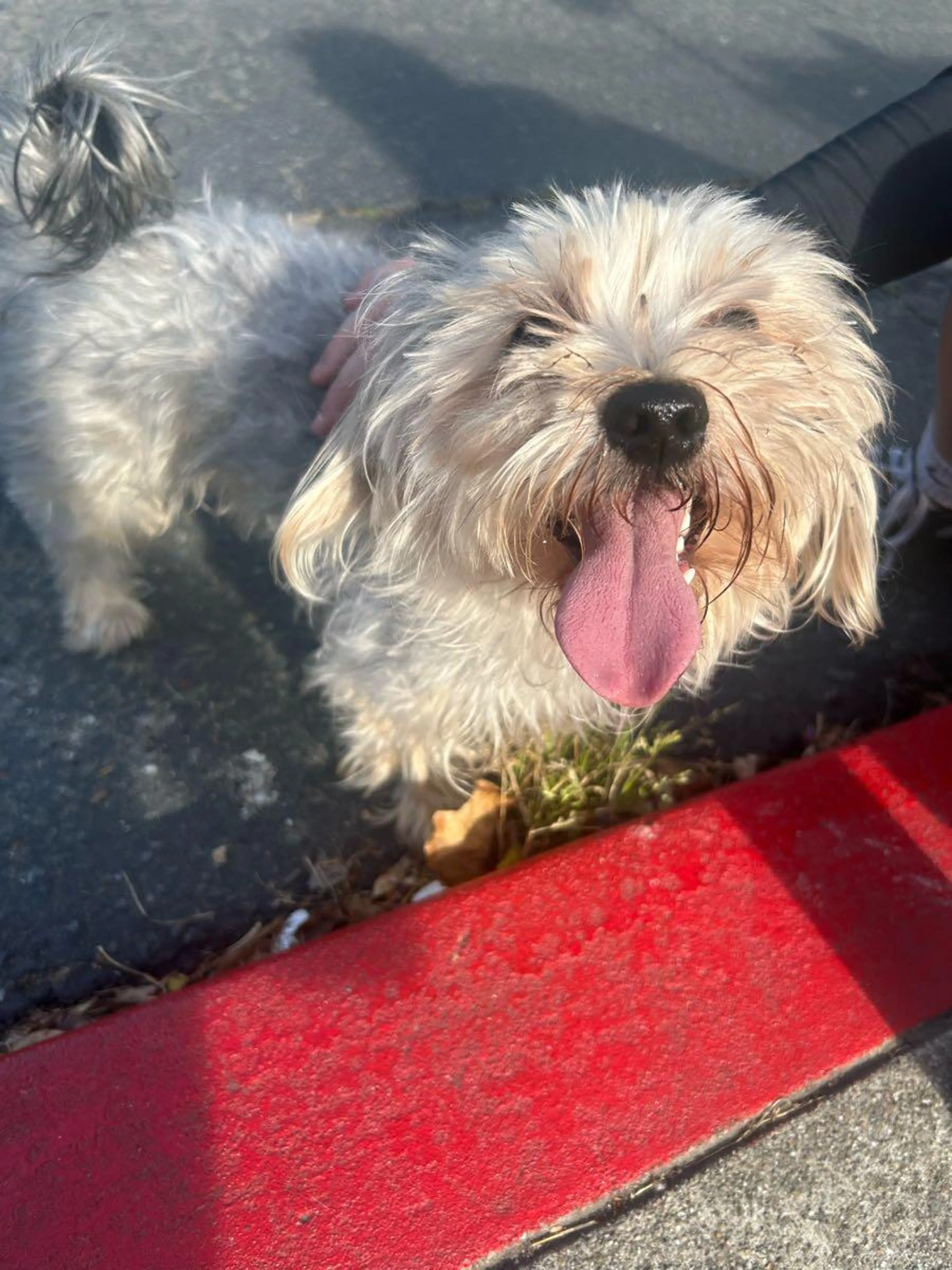 Found pet