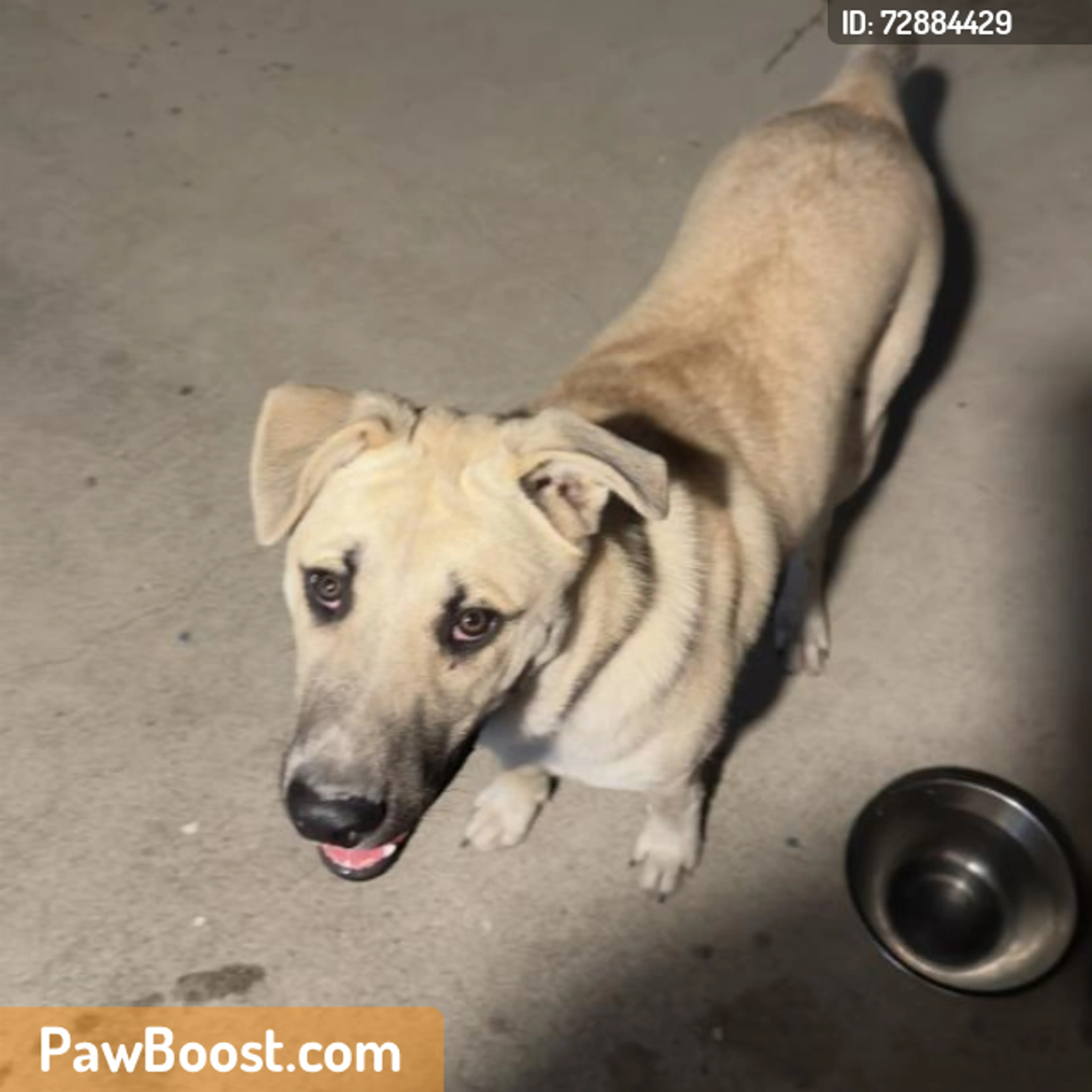 Found pet