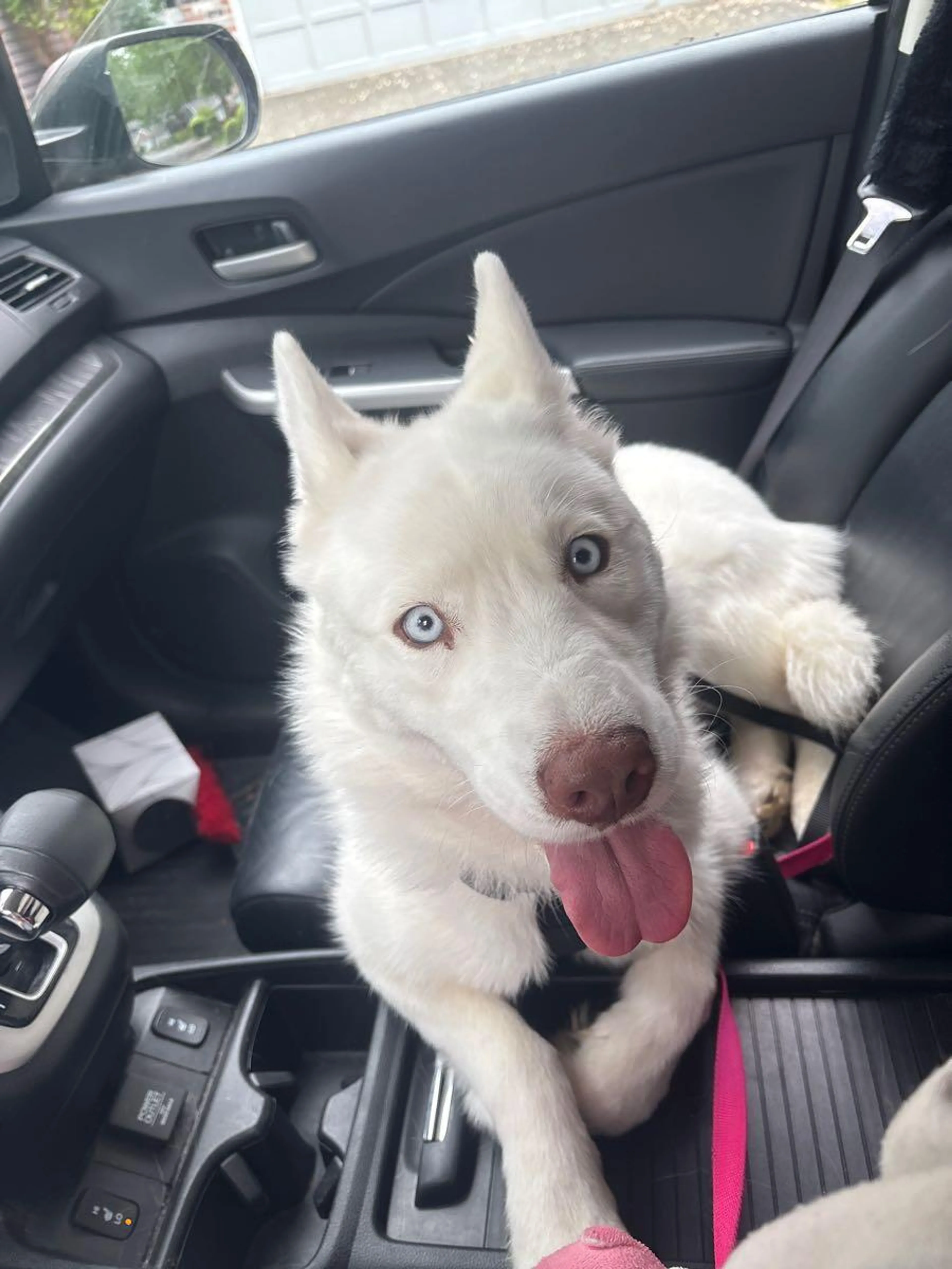 Found pet