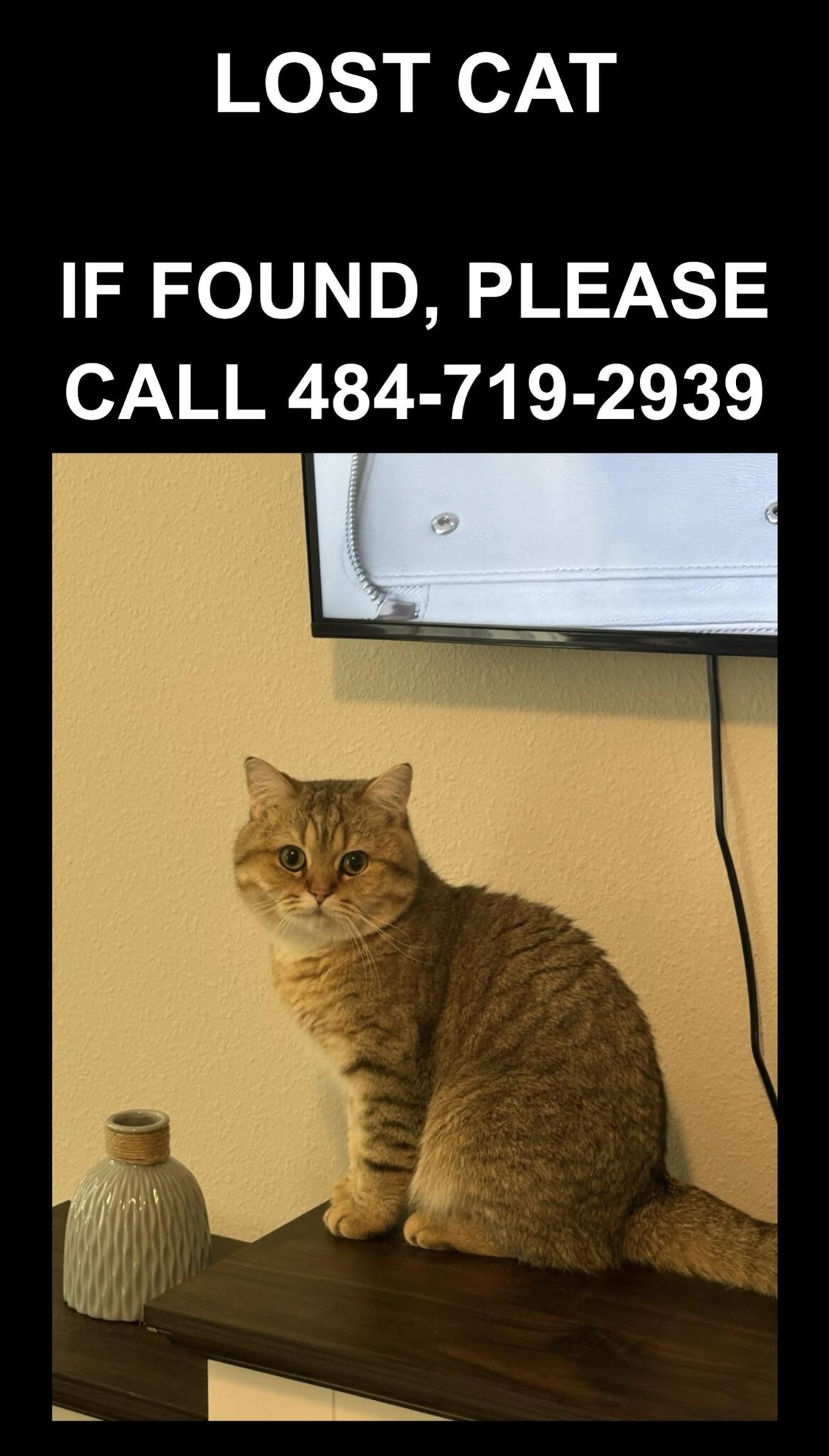 Lost pet