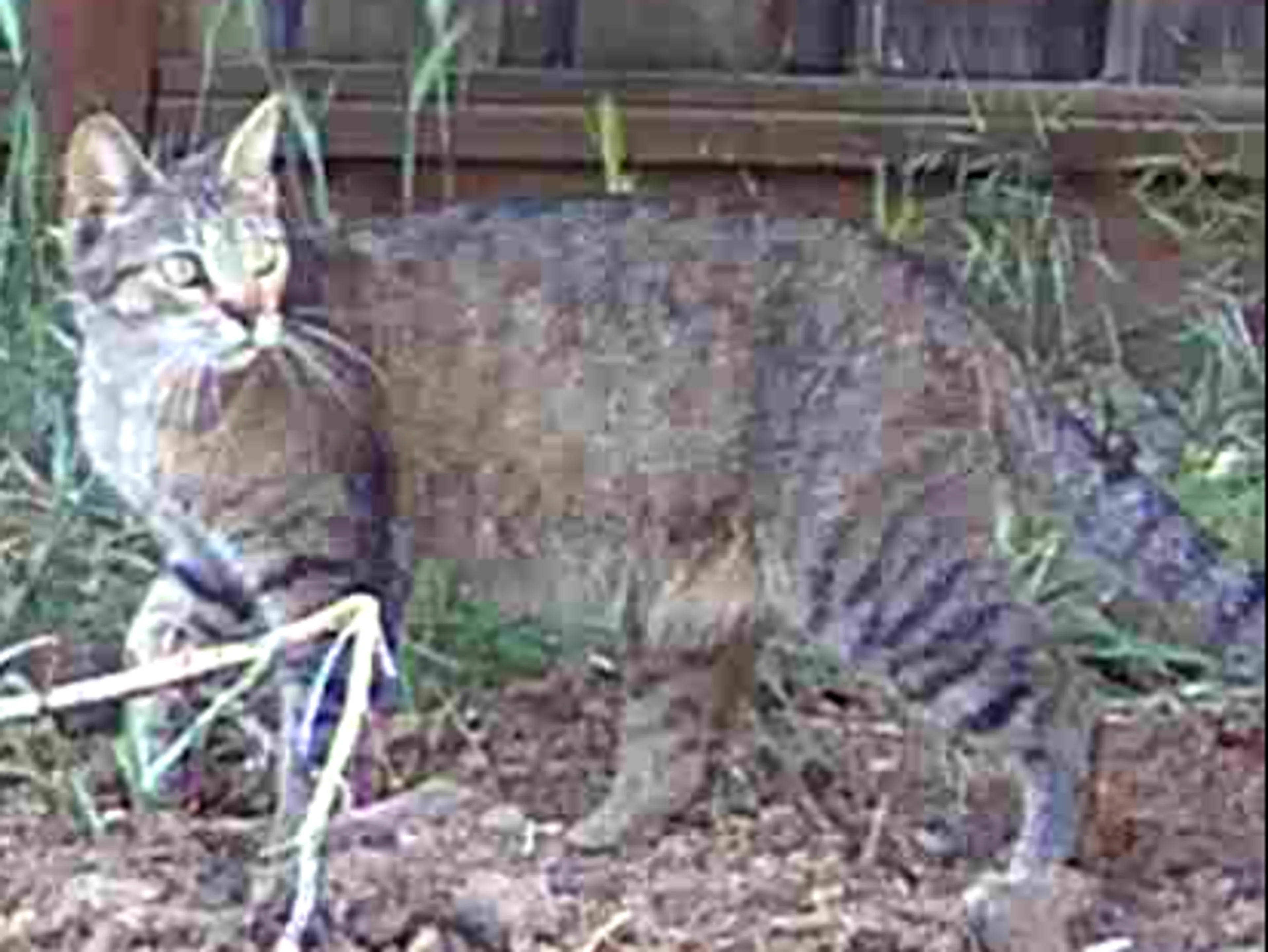 Found pet