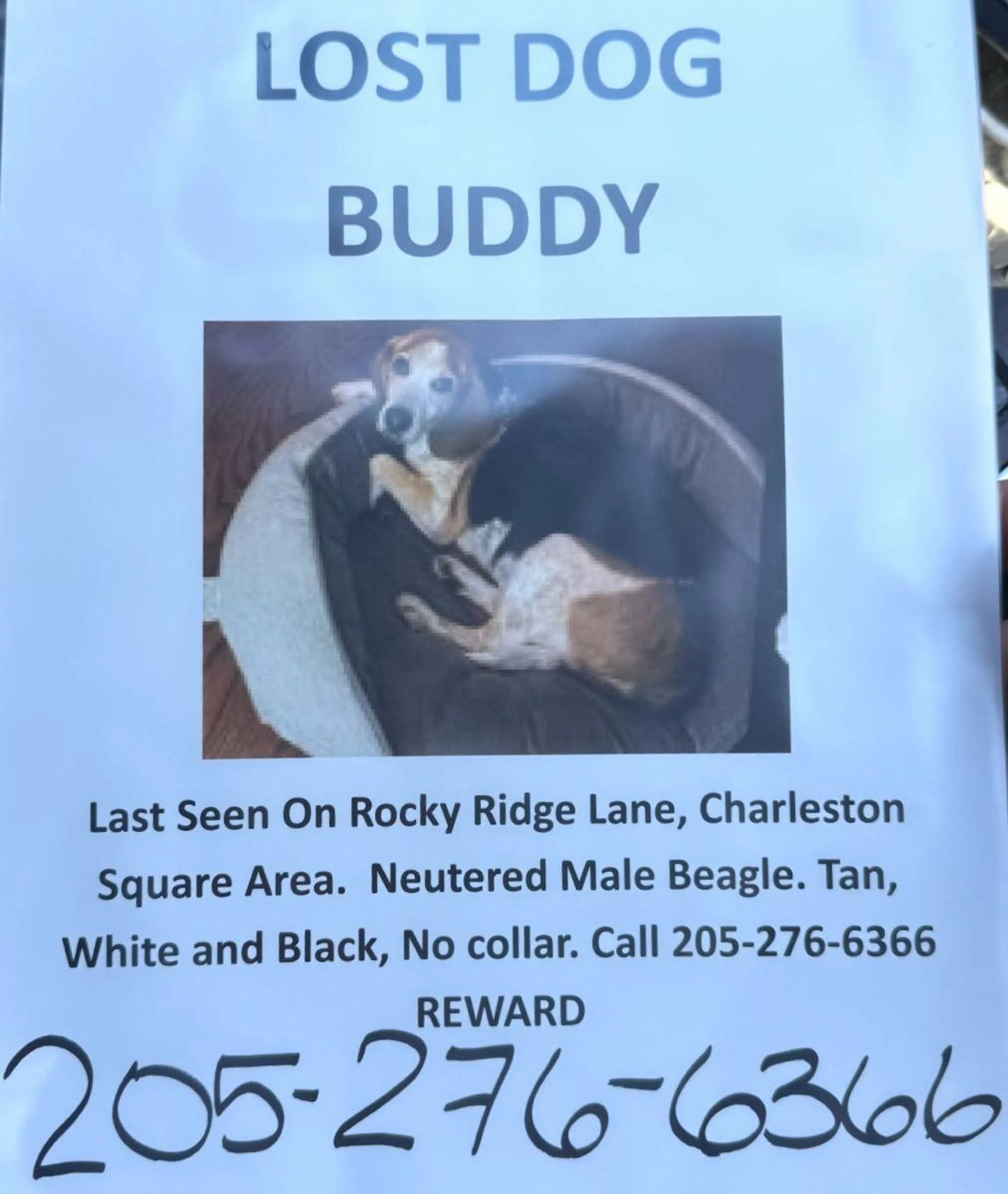 Lost pet