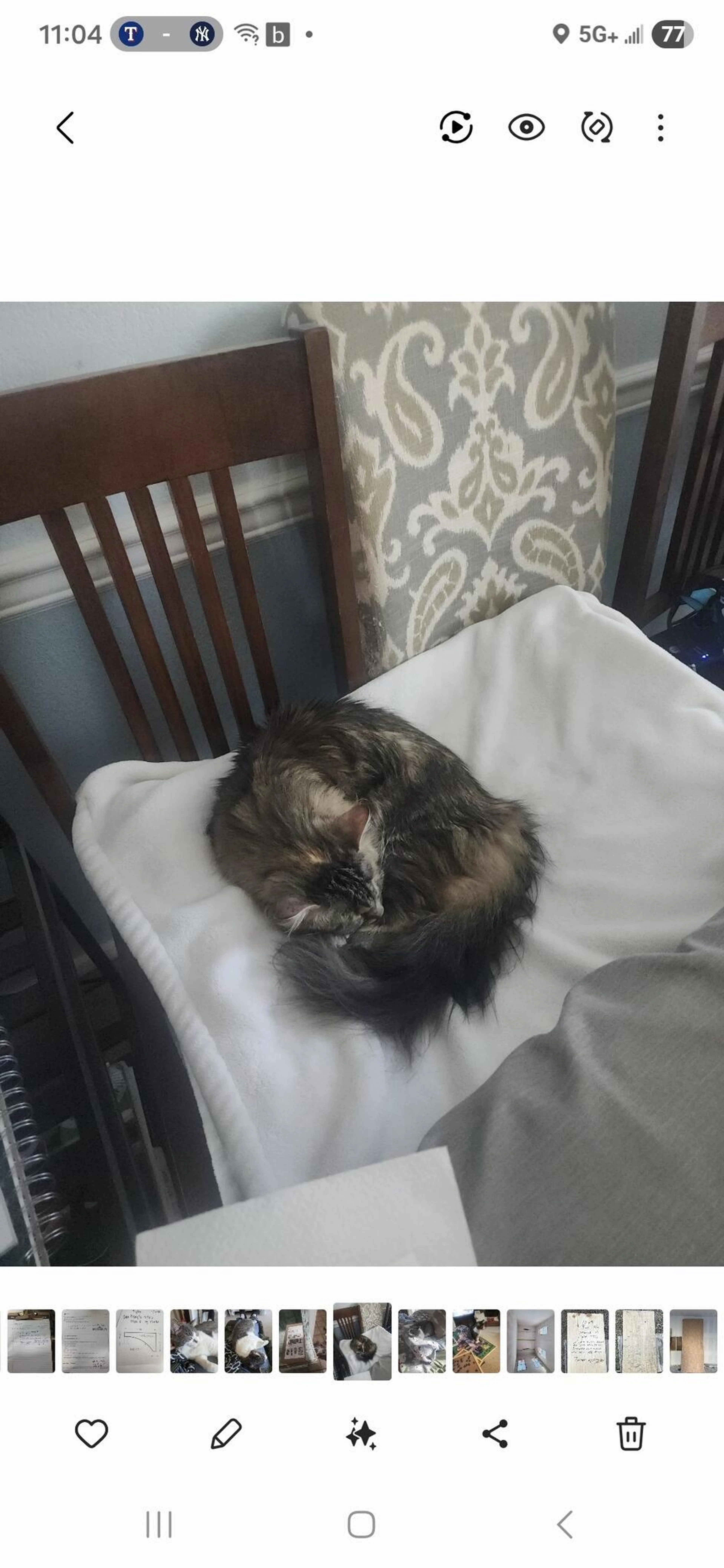 Lost pet