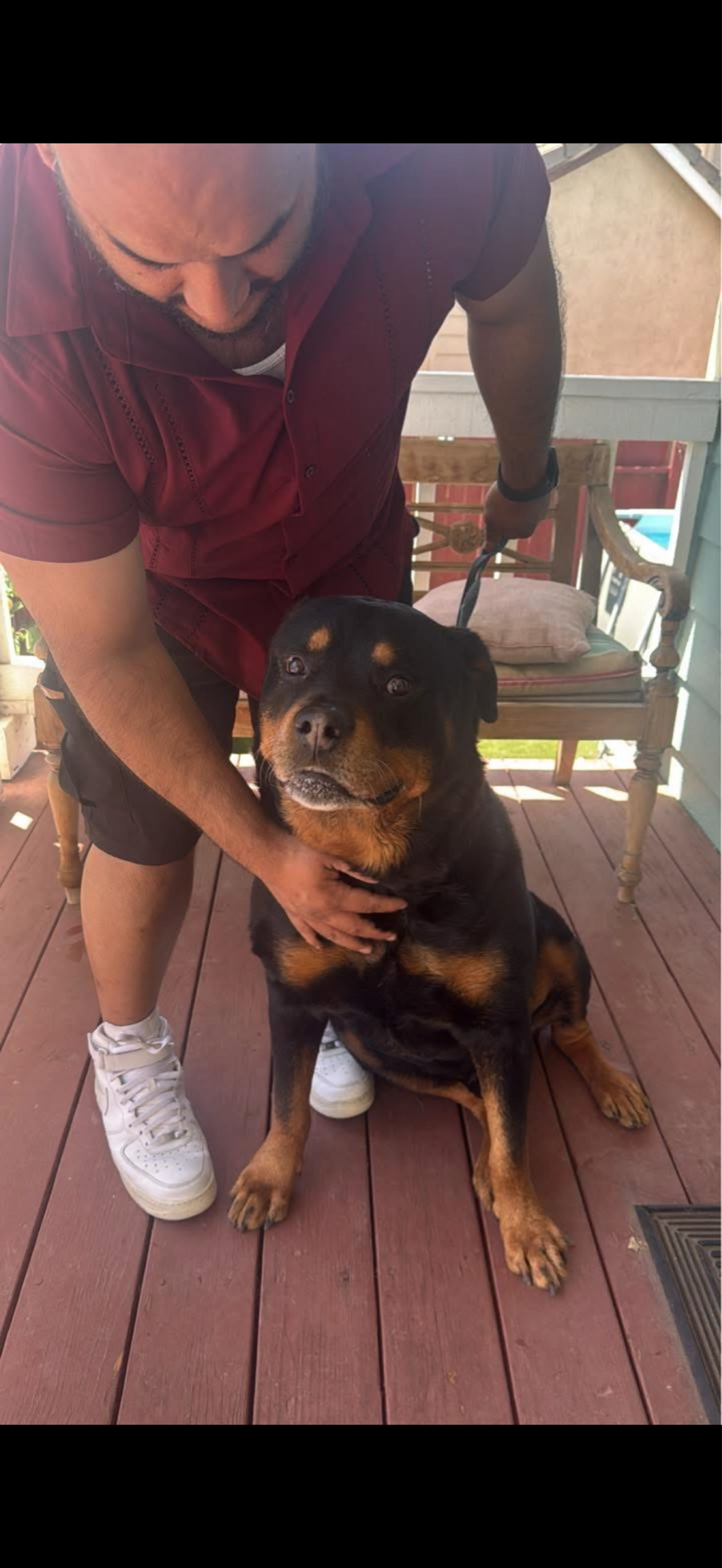 Found pet