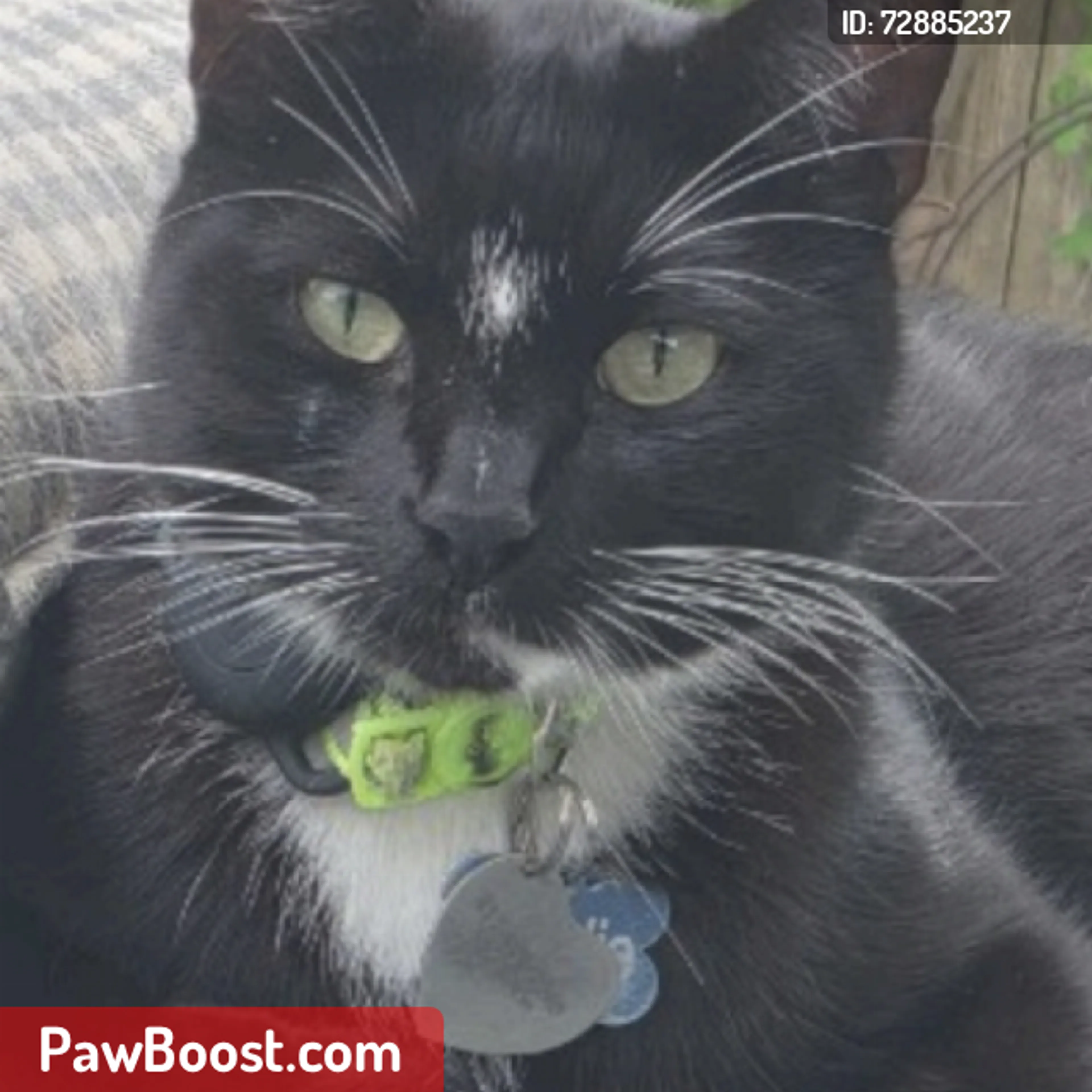 Lost pet