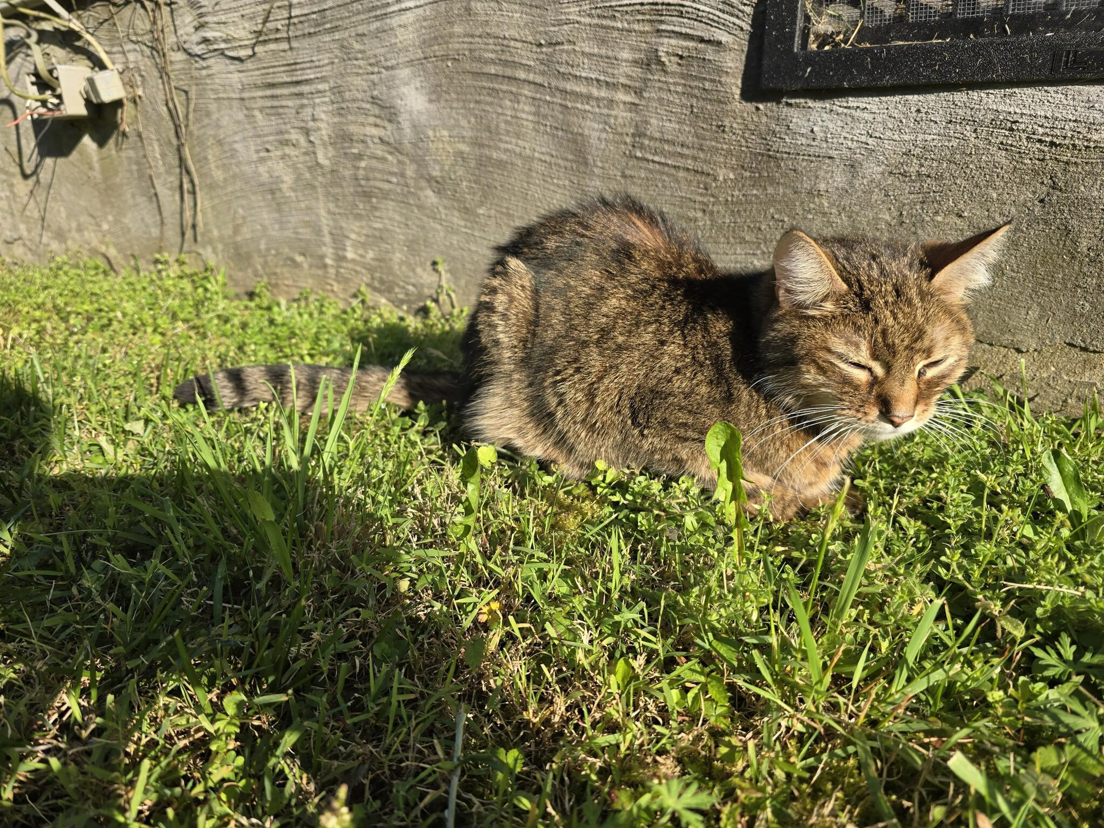 Found pet