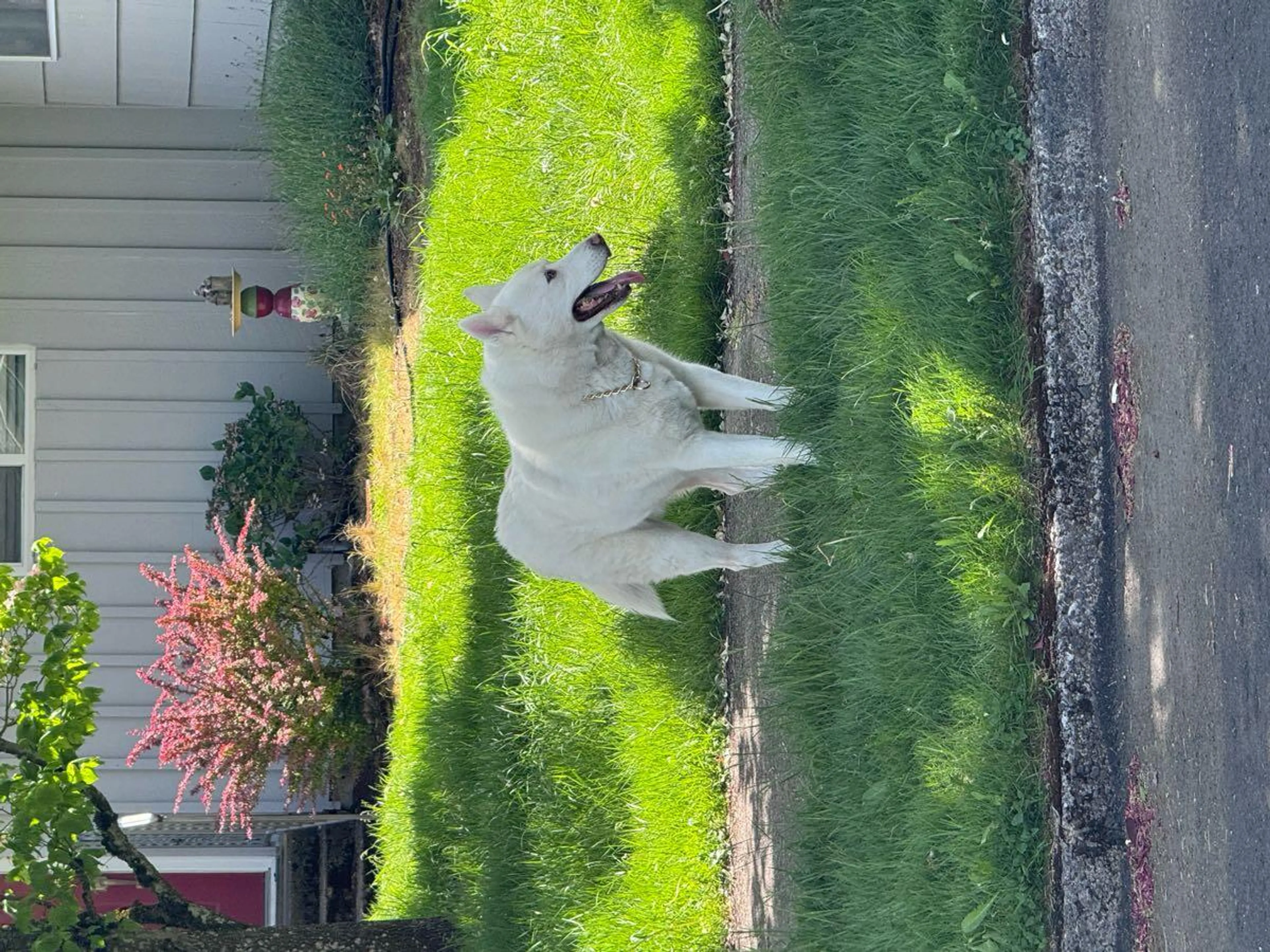 Found pet