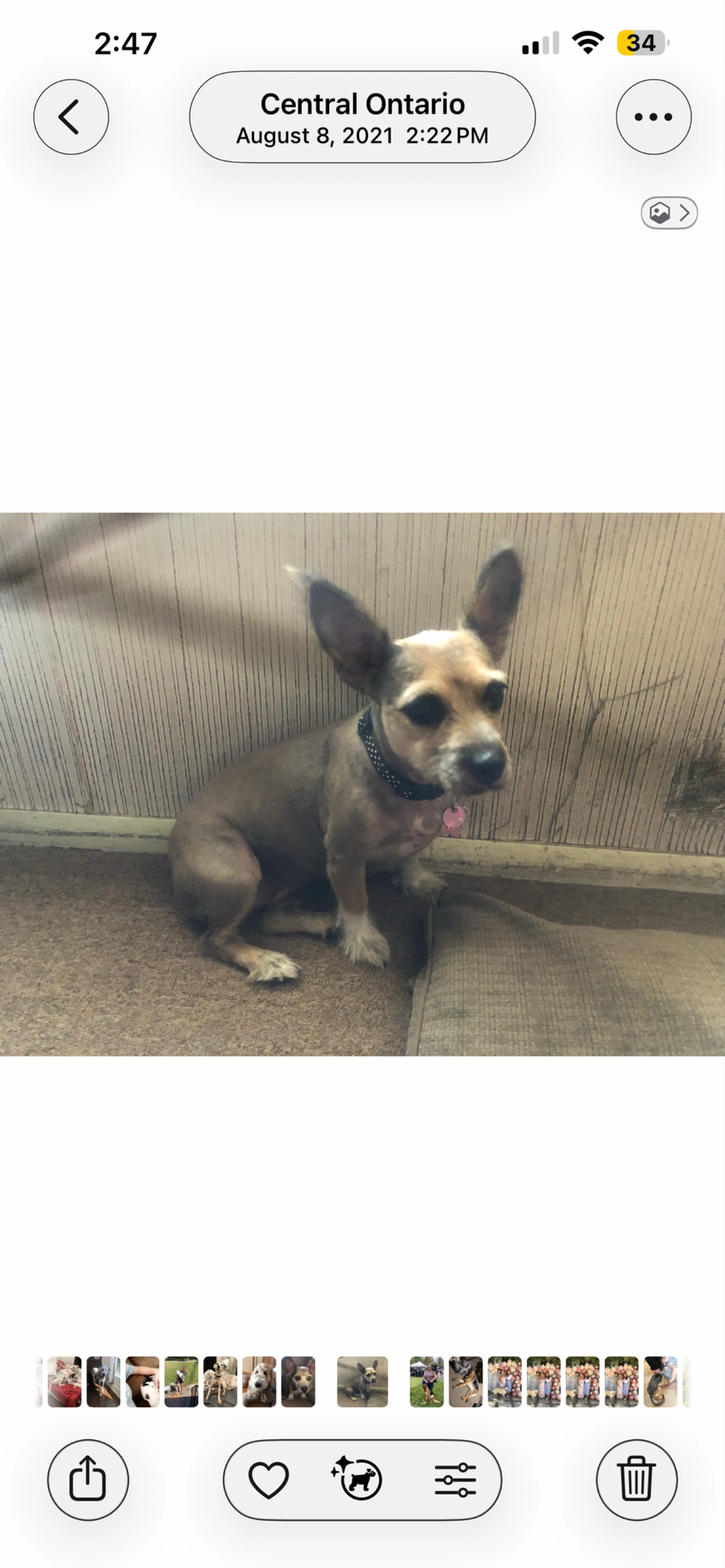 Lost pet