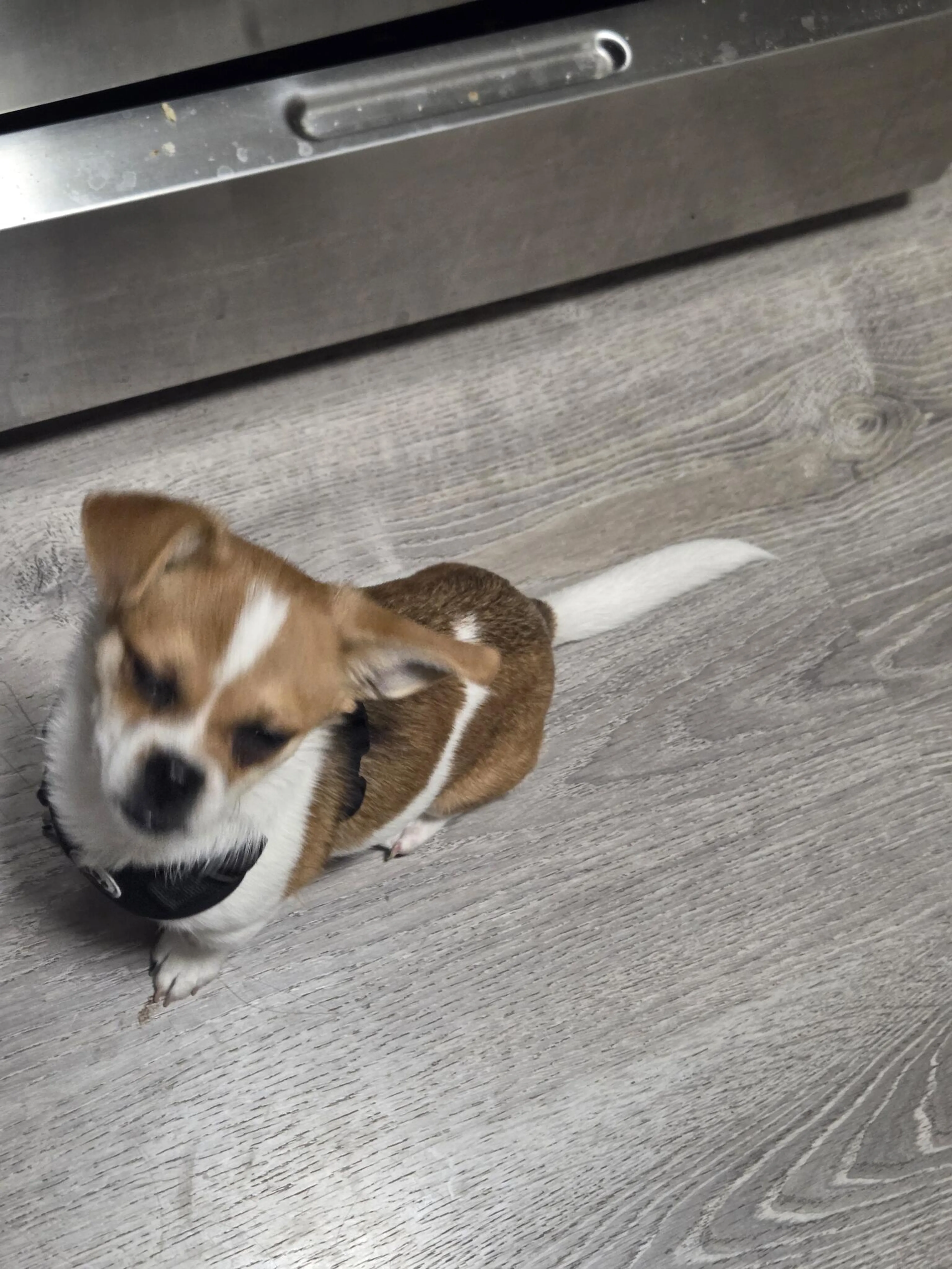 Lost pet