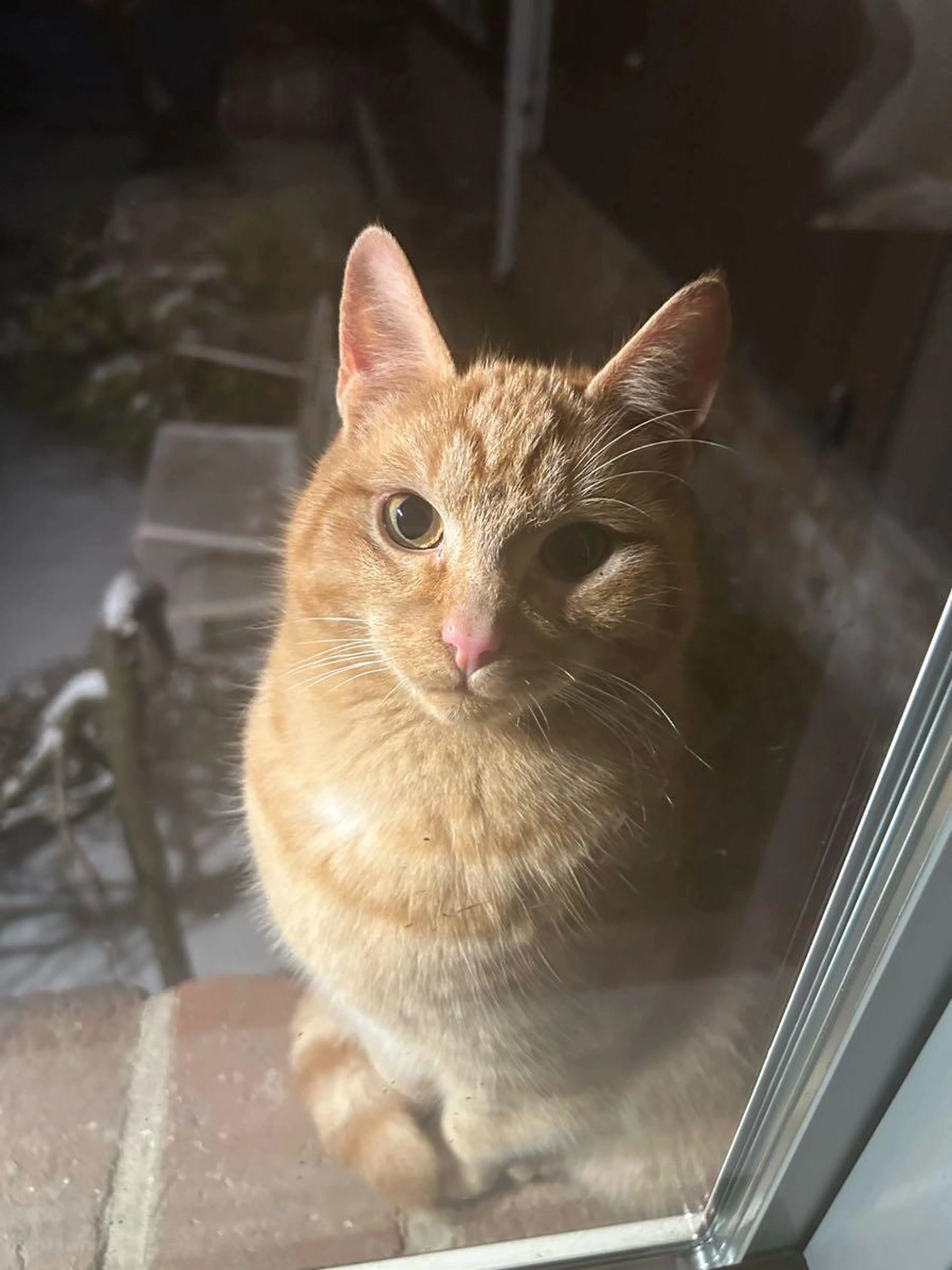 Lost pet
