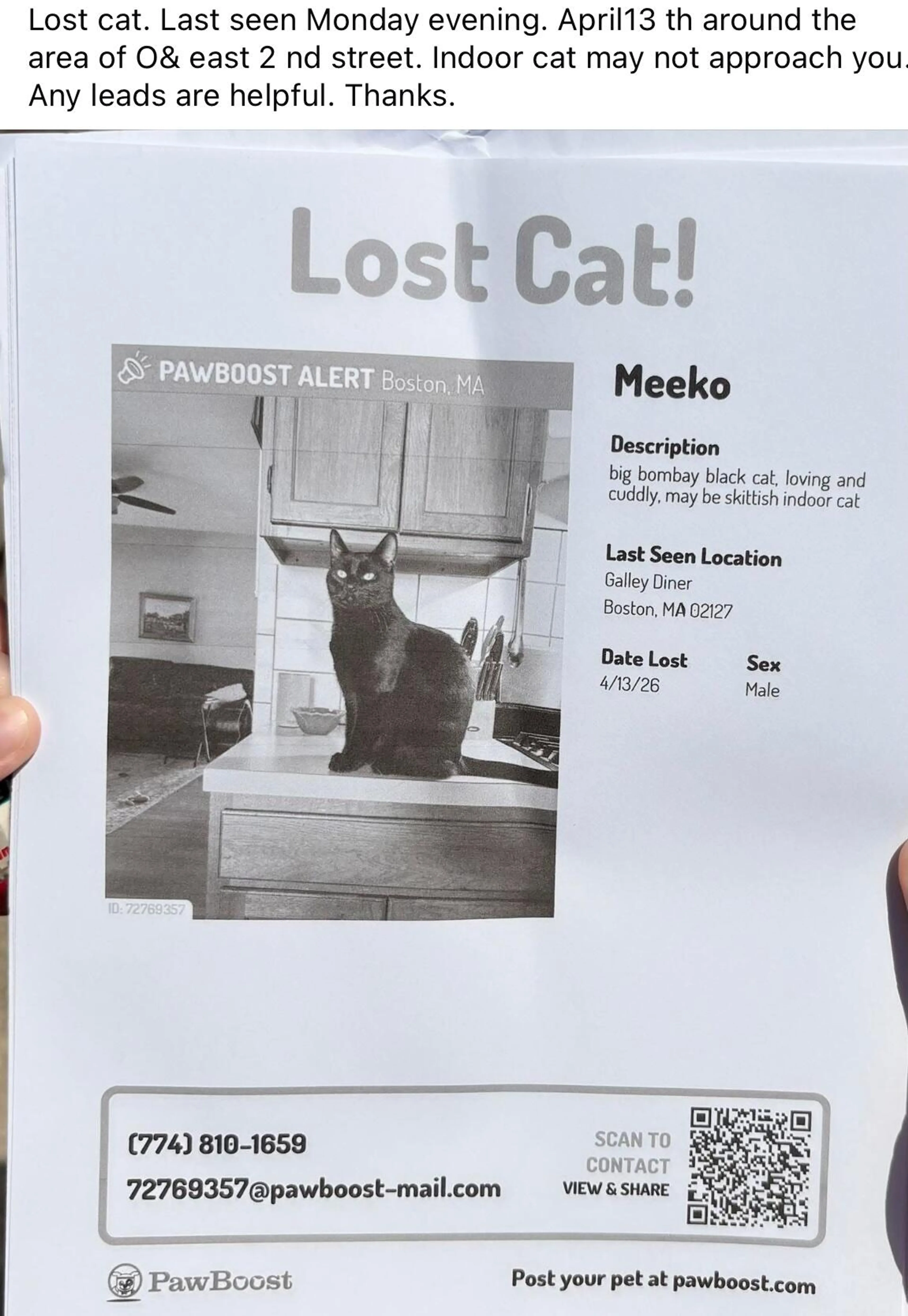 Lost pet