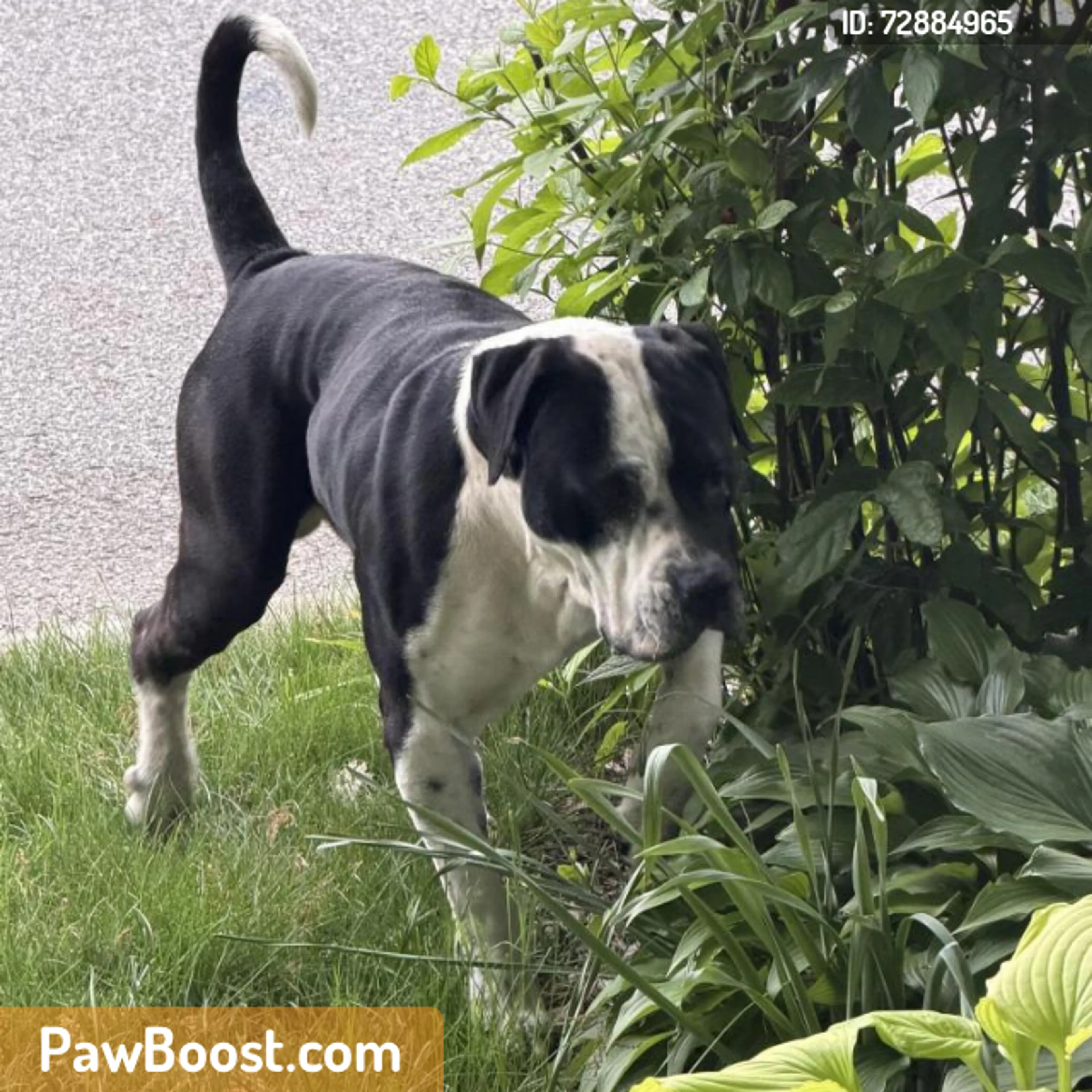 Found pet