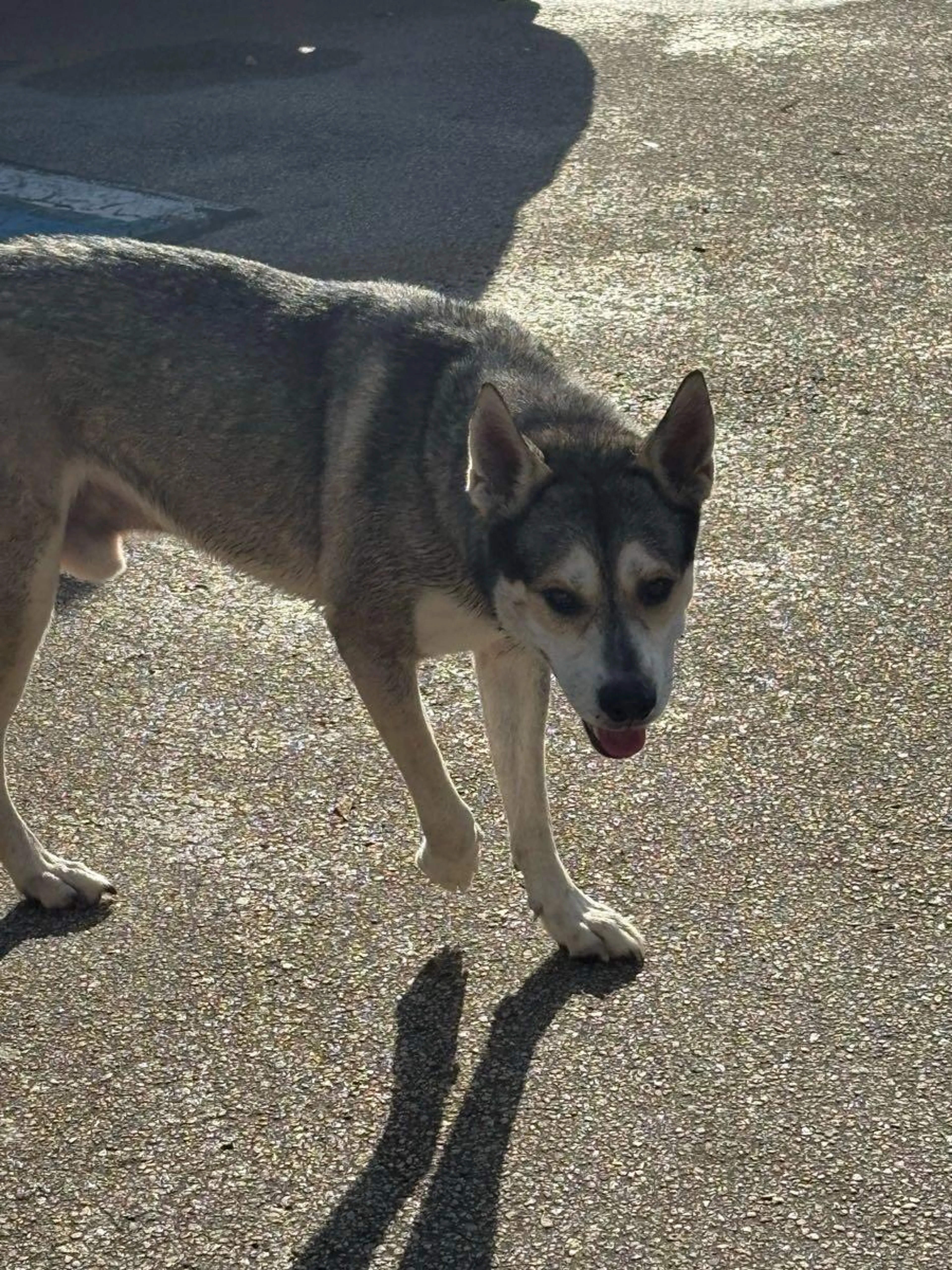 Found pet