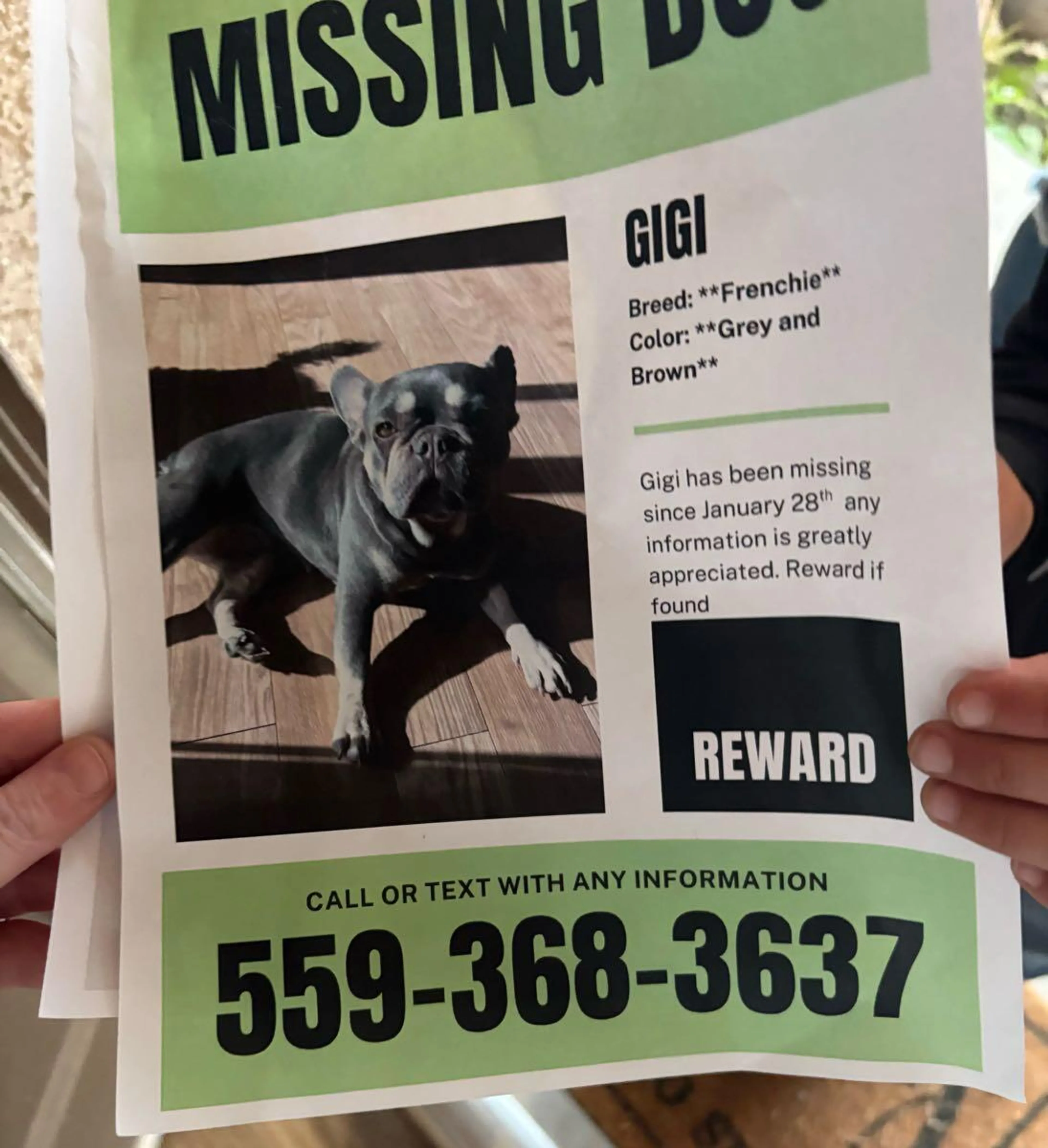 Lost pet