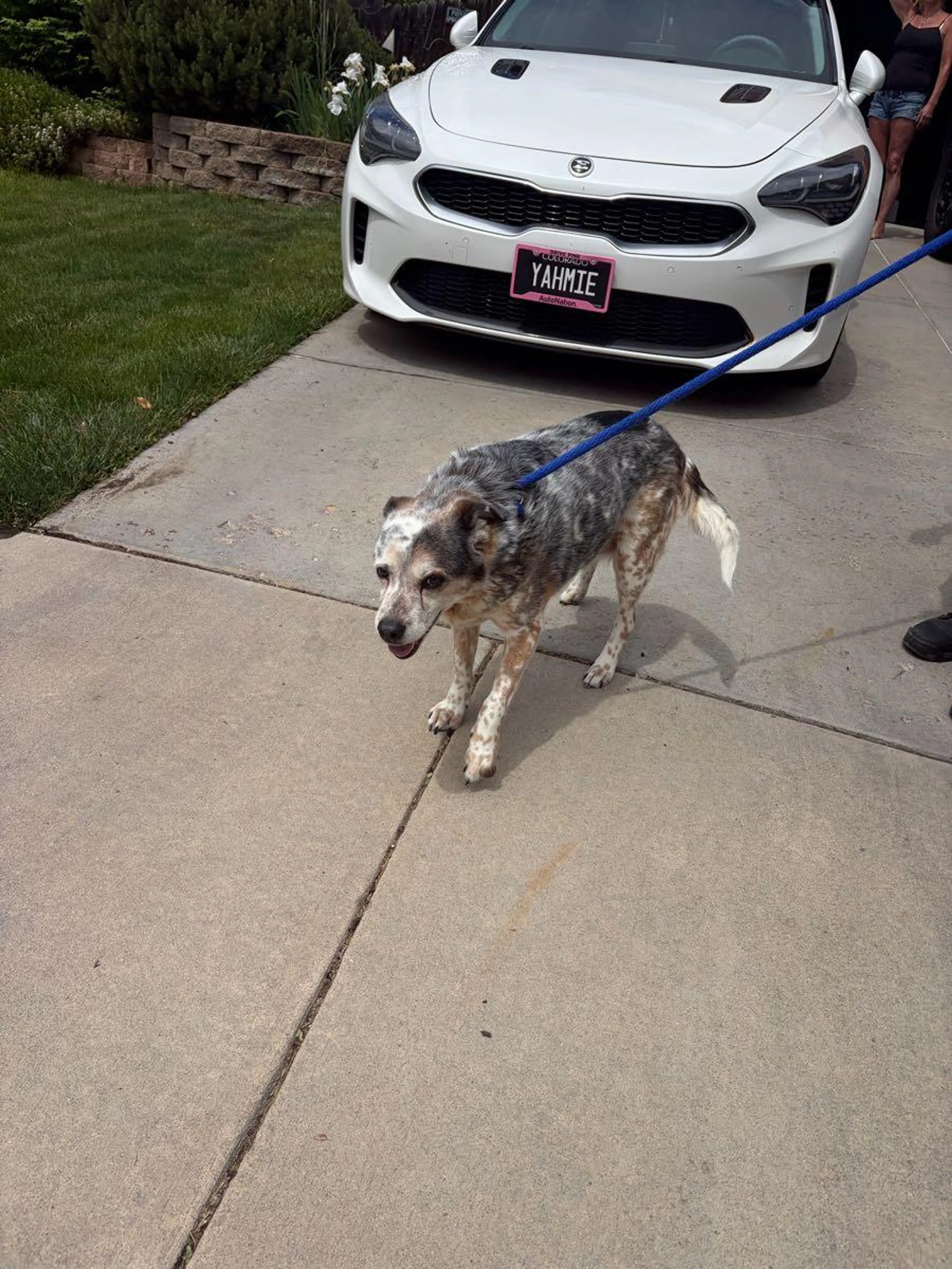 Found pet