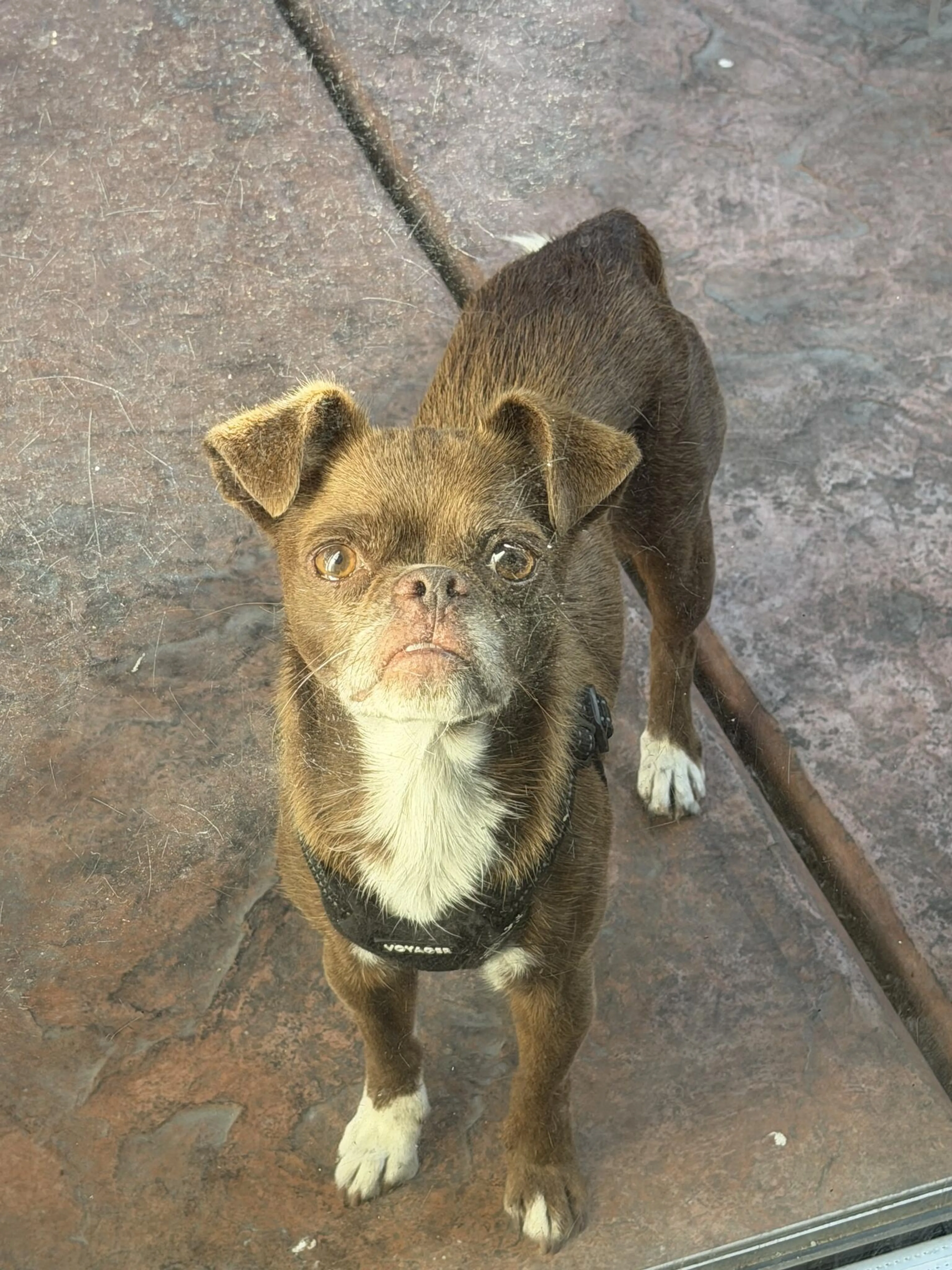 cdn image