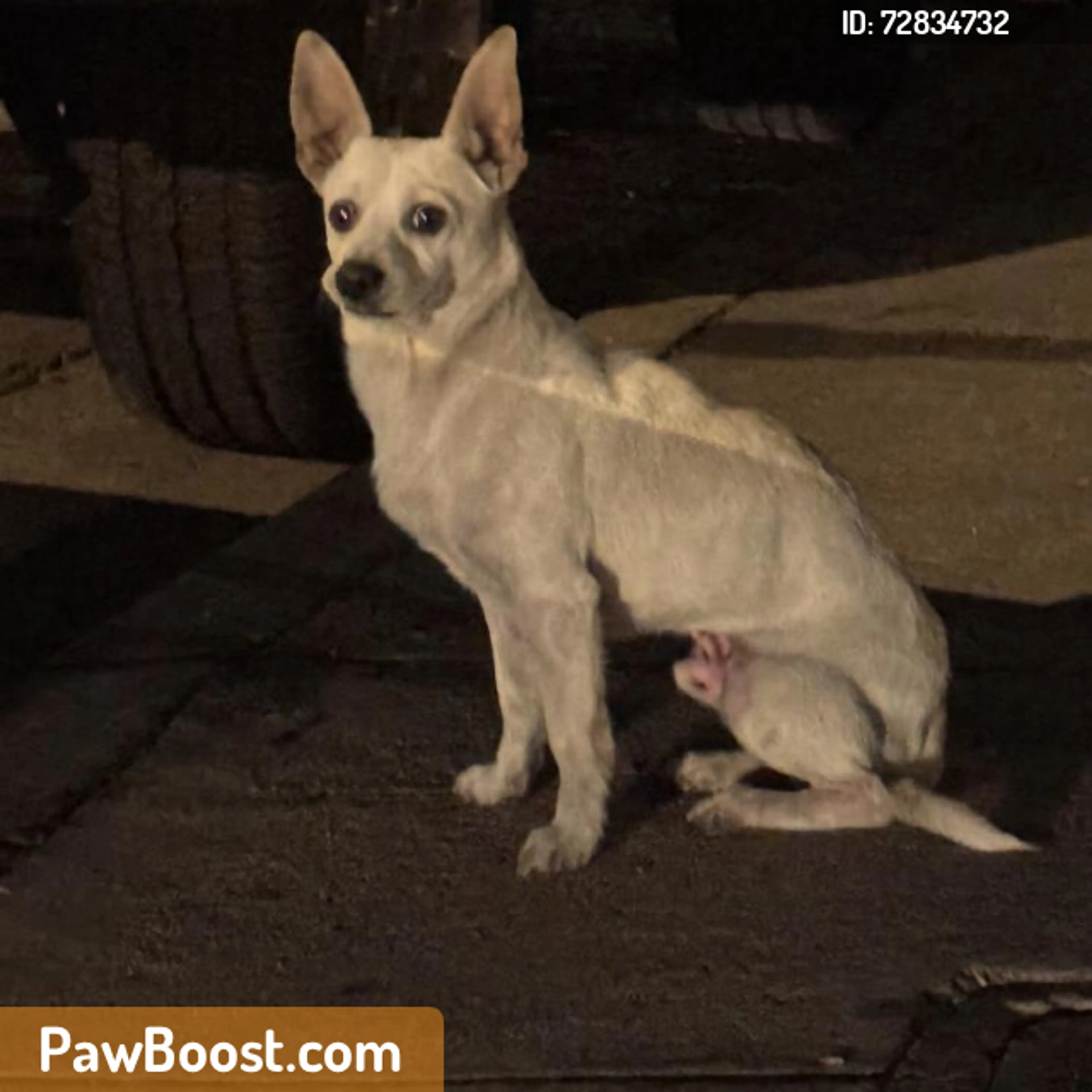 Found pet