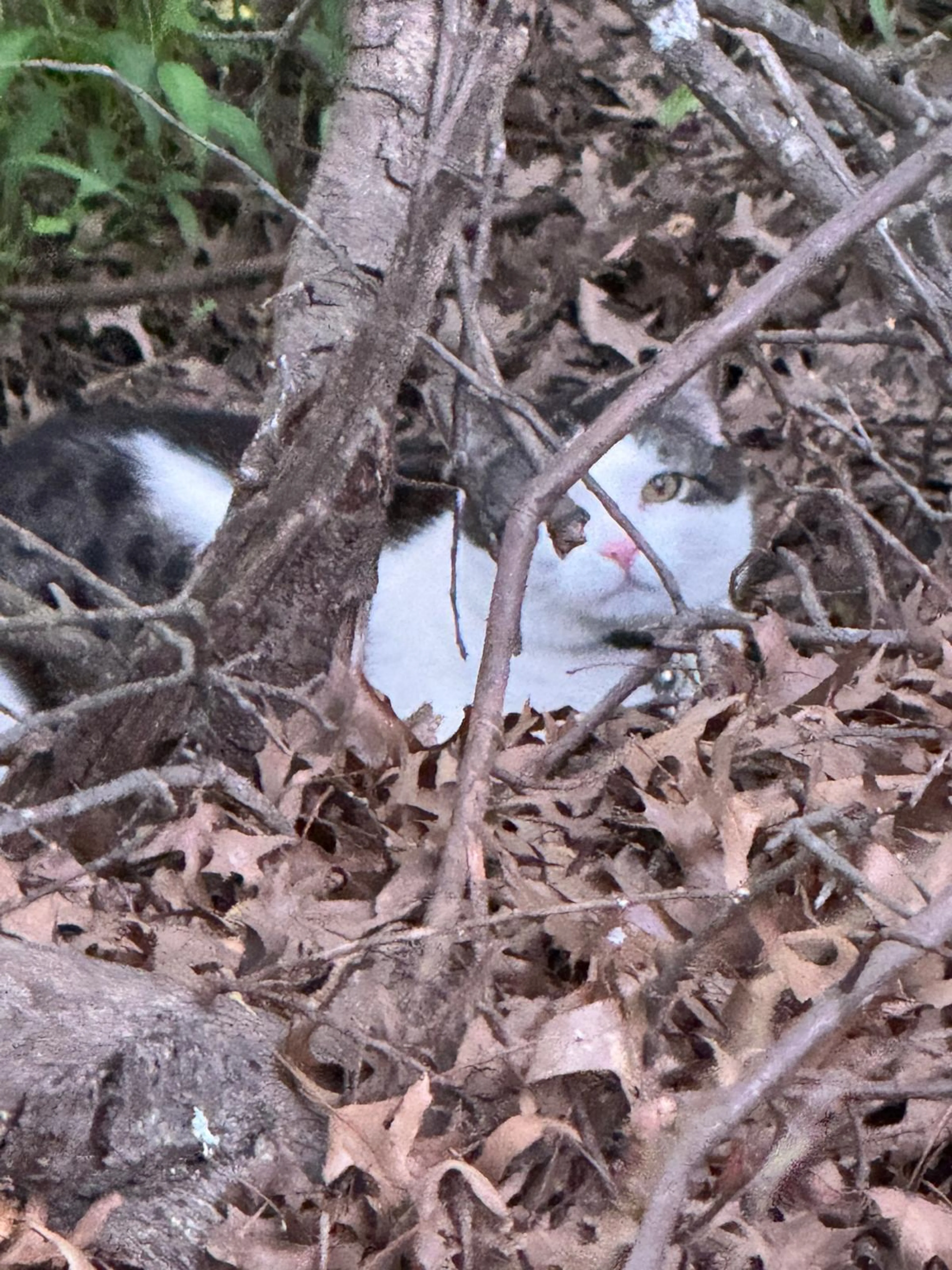 Found pet