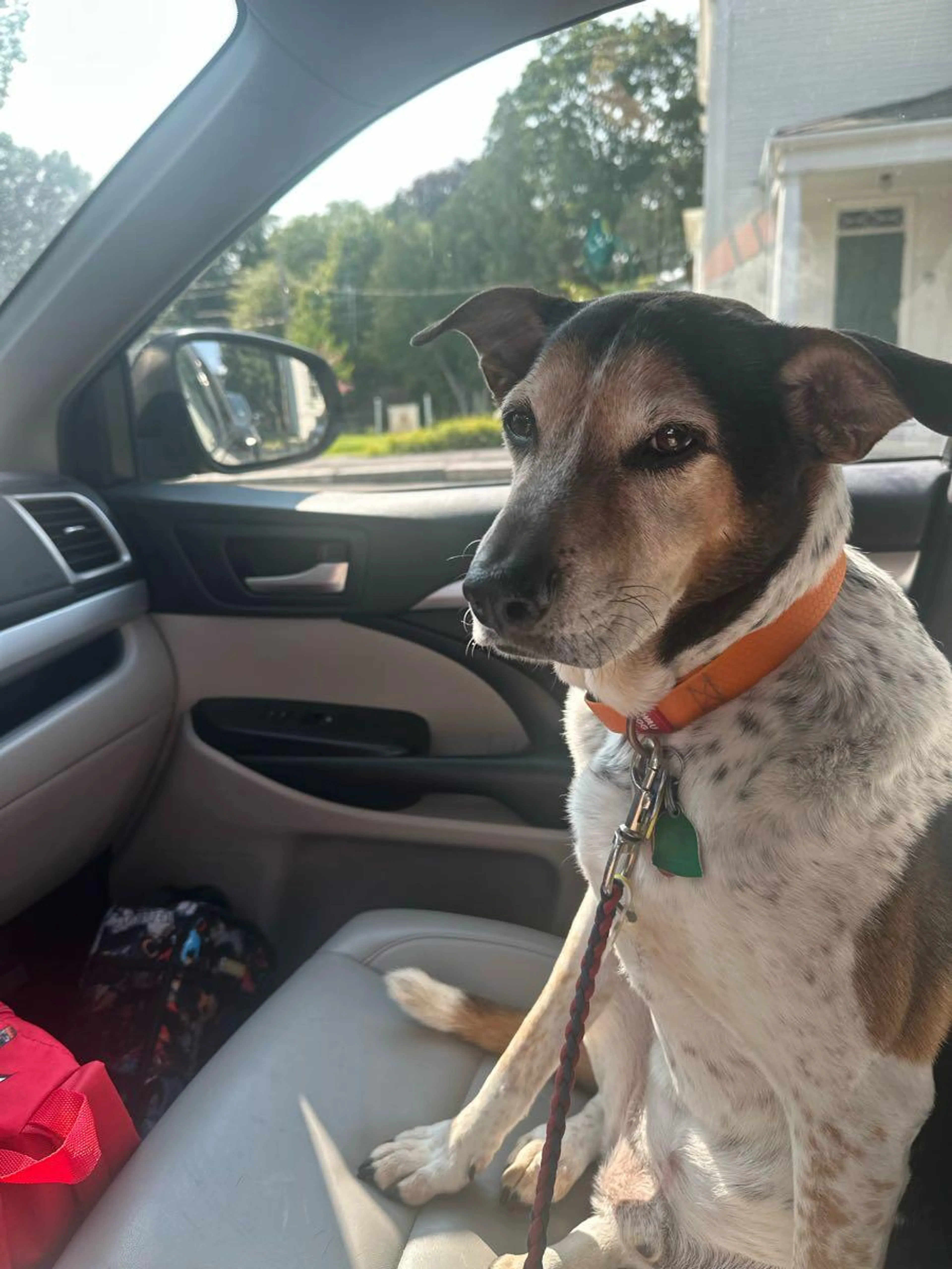cdn image