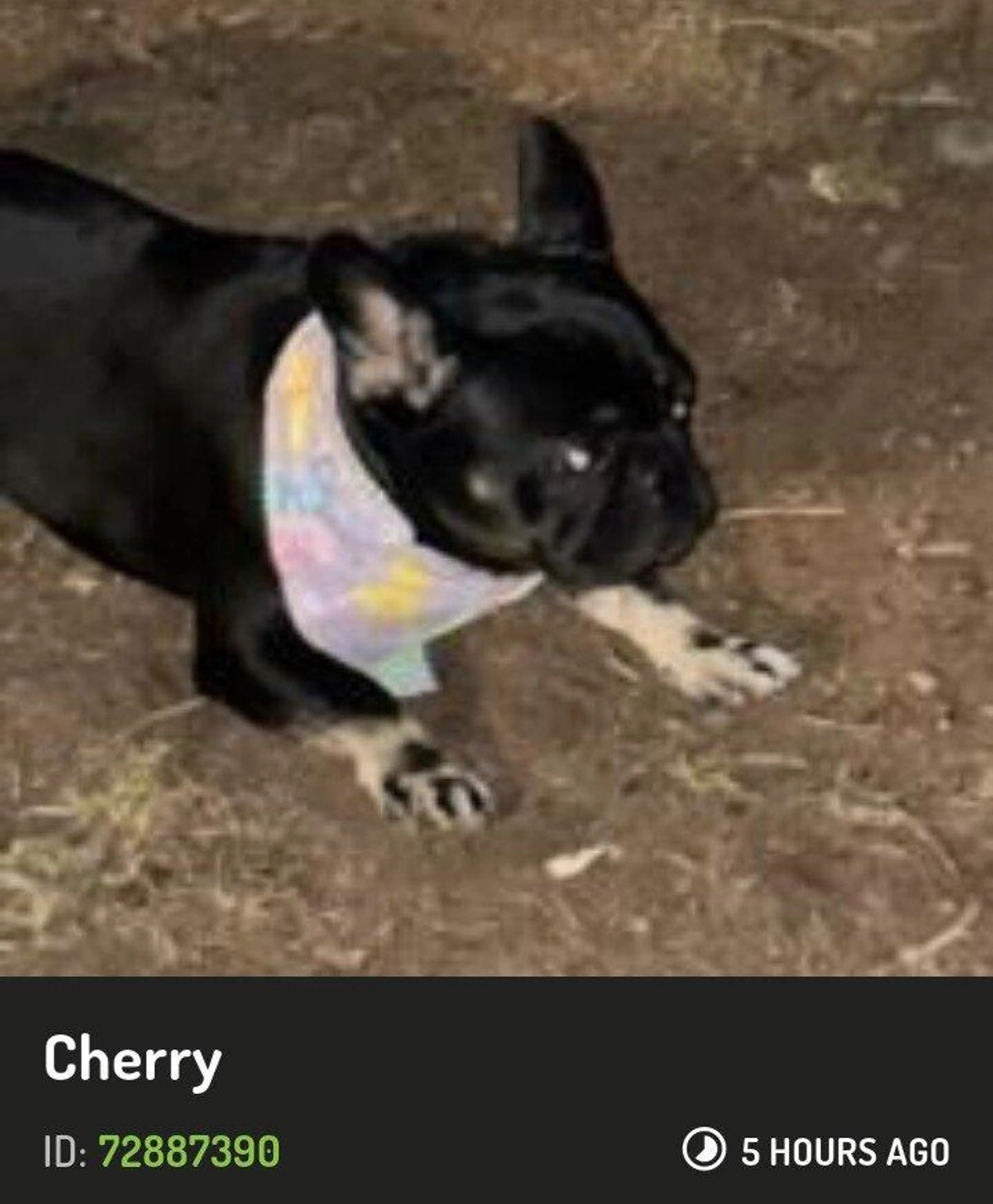 Lost pet