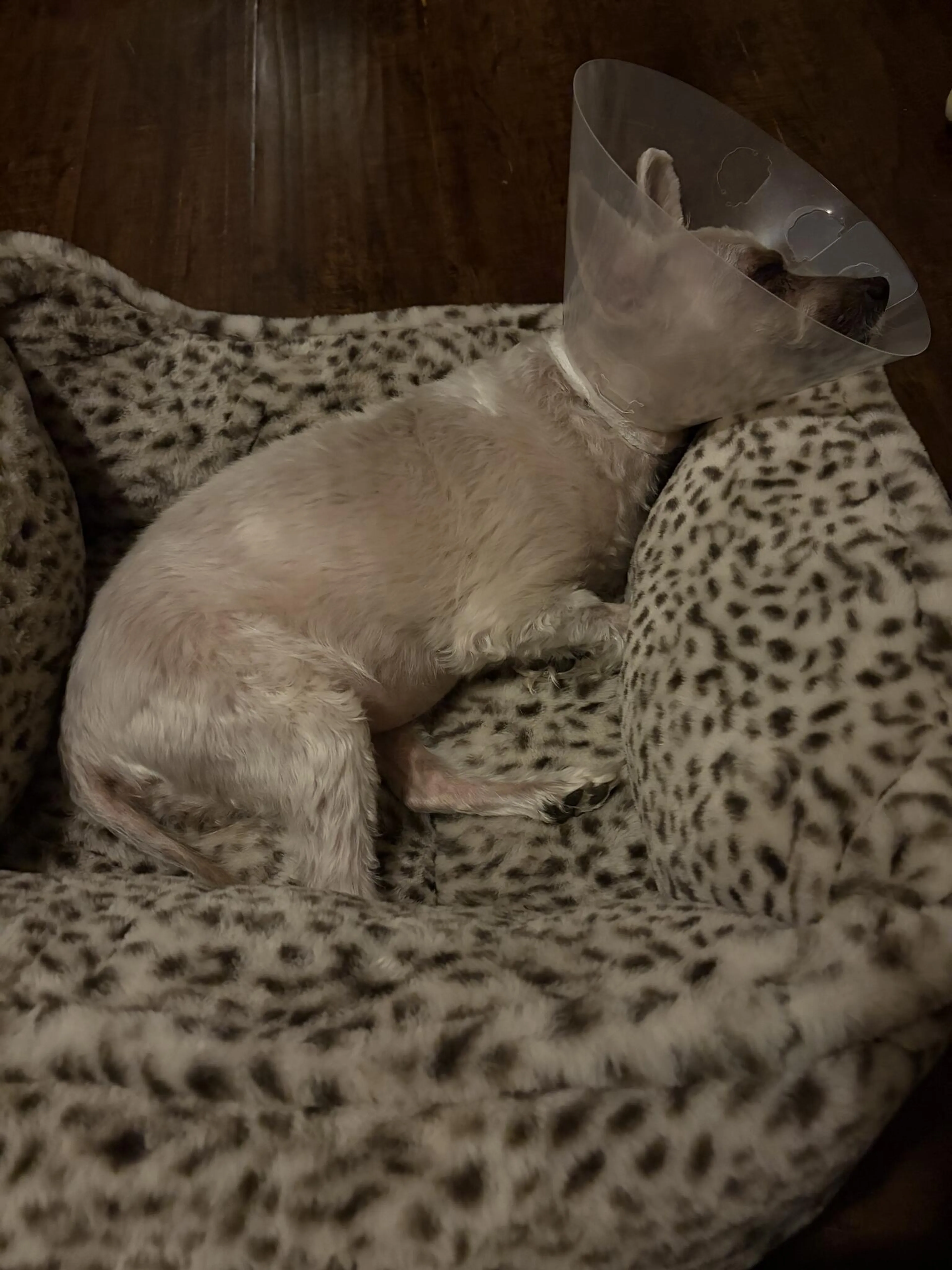 Lost pet