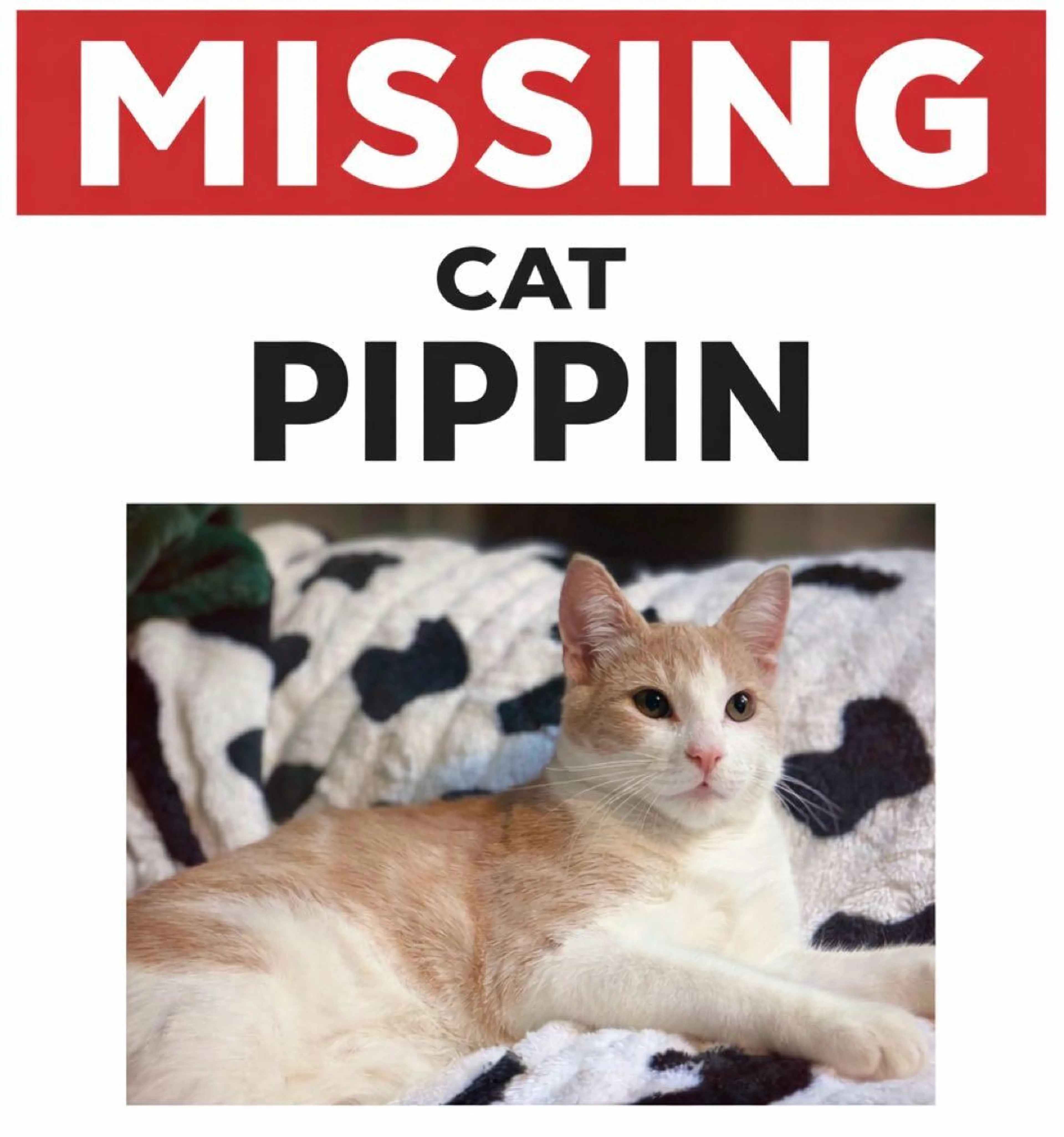 Lost pet