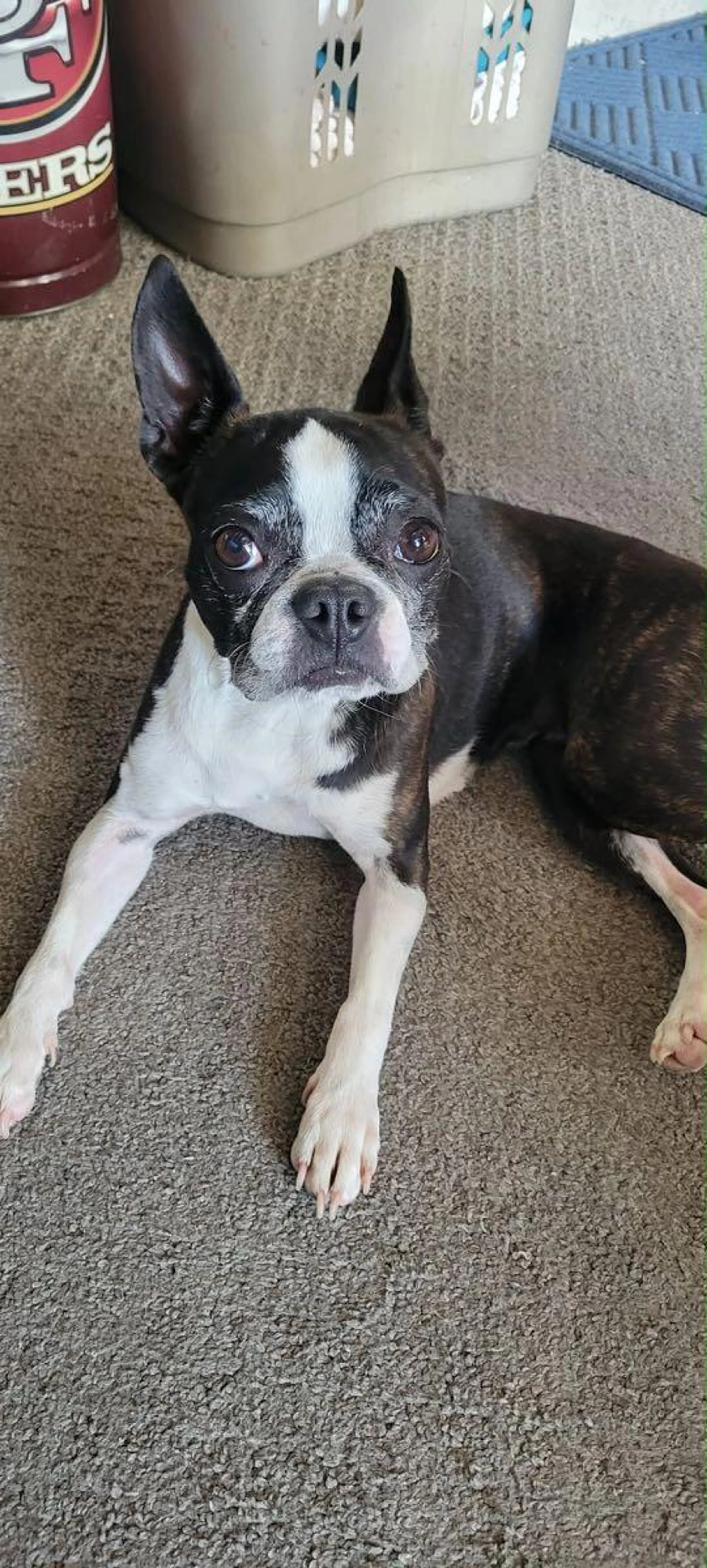 Found pet