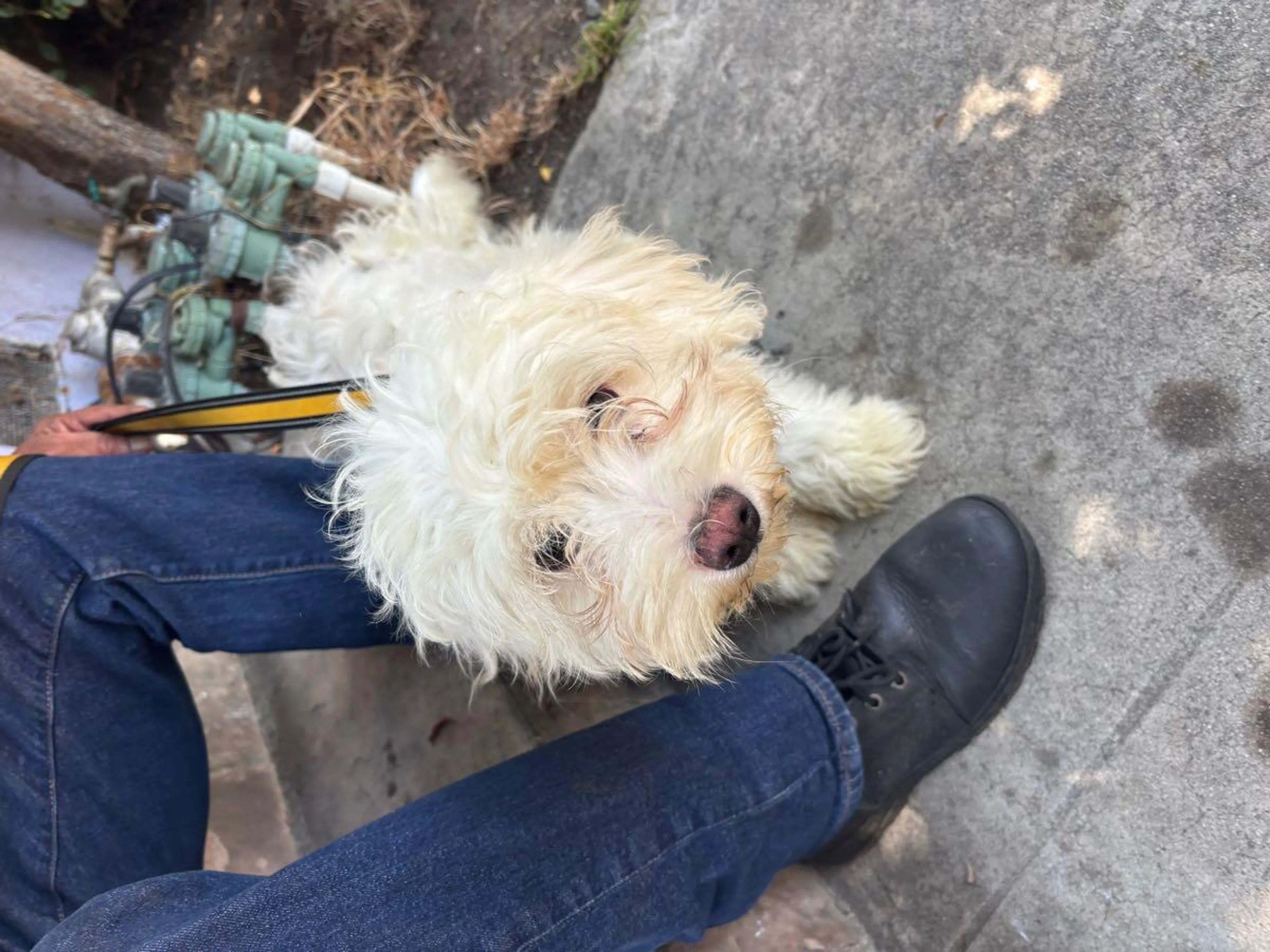 Found pet