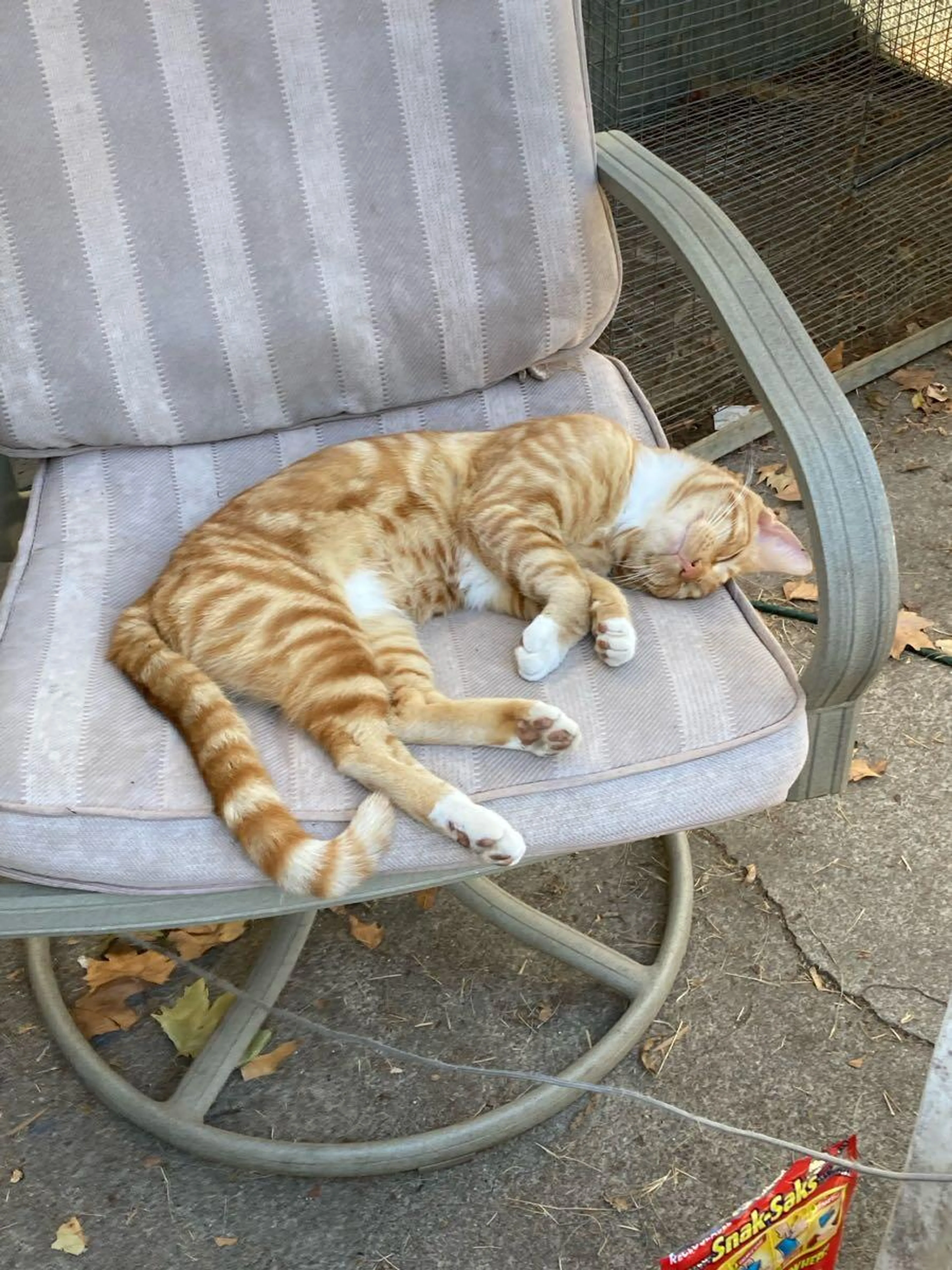 Lost pet