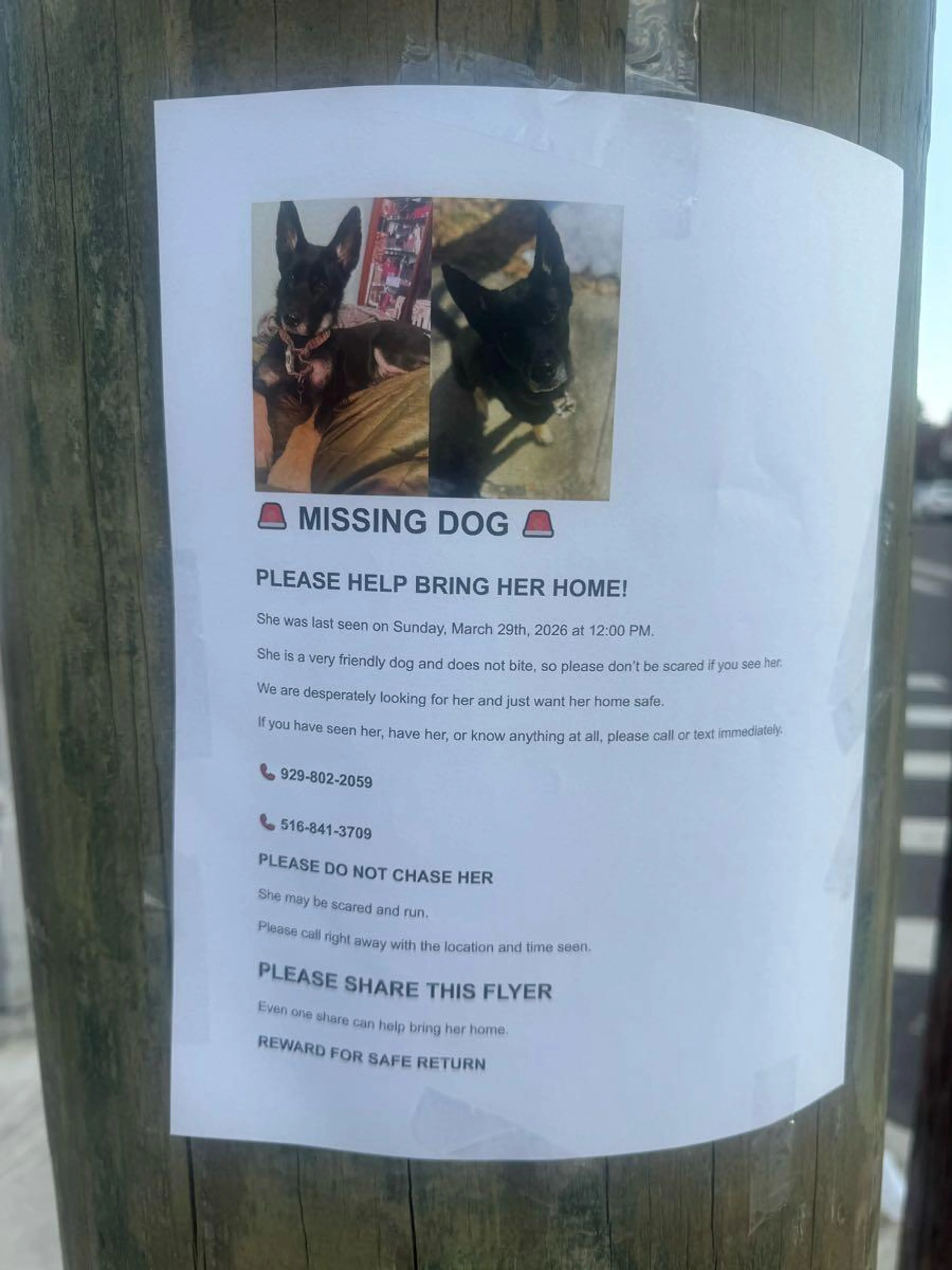 Lost pet