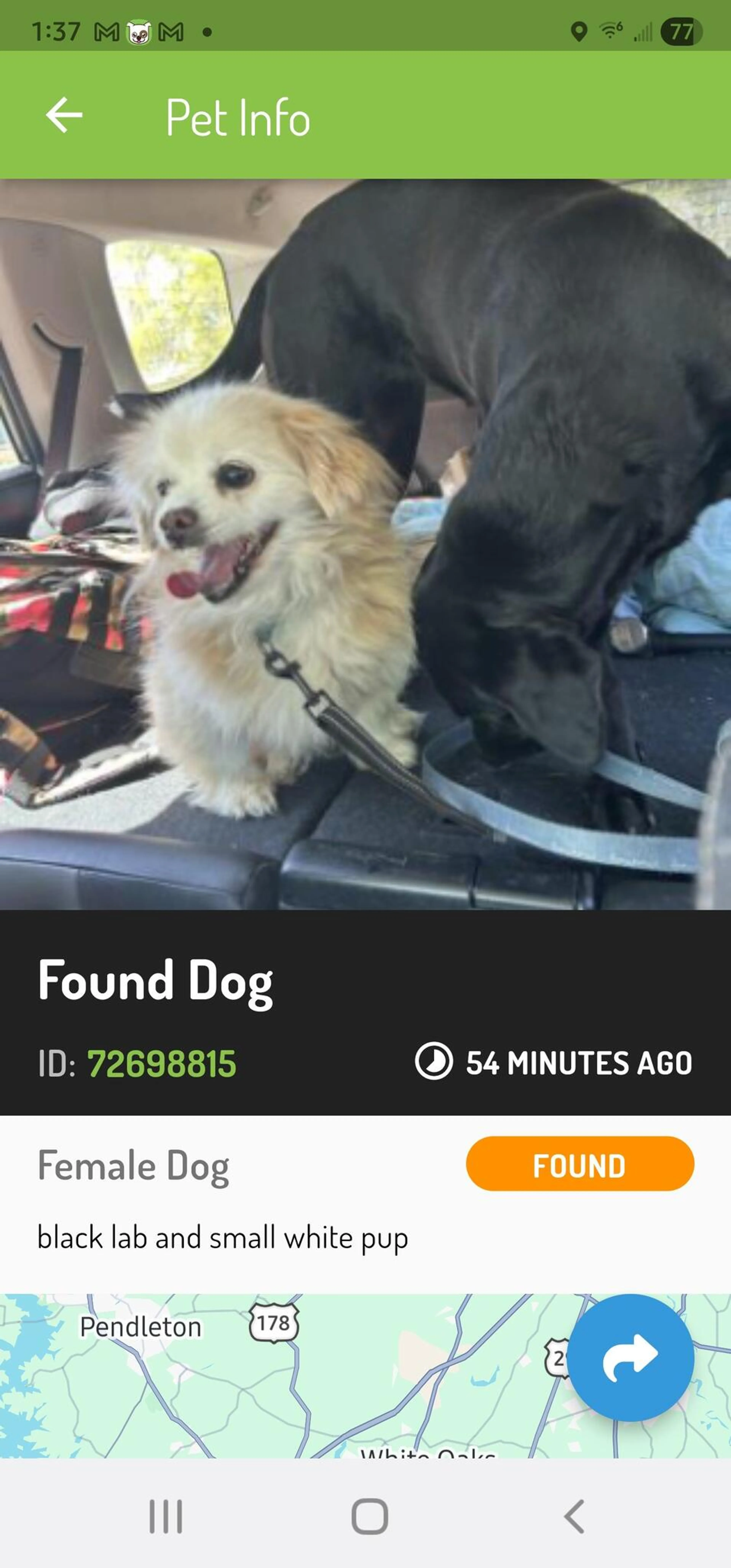 Found pet