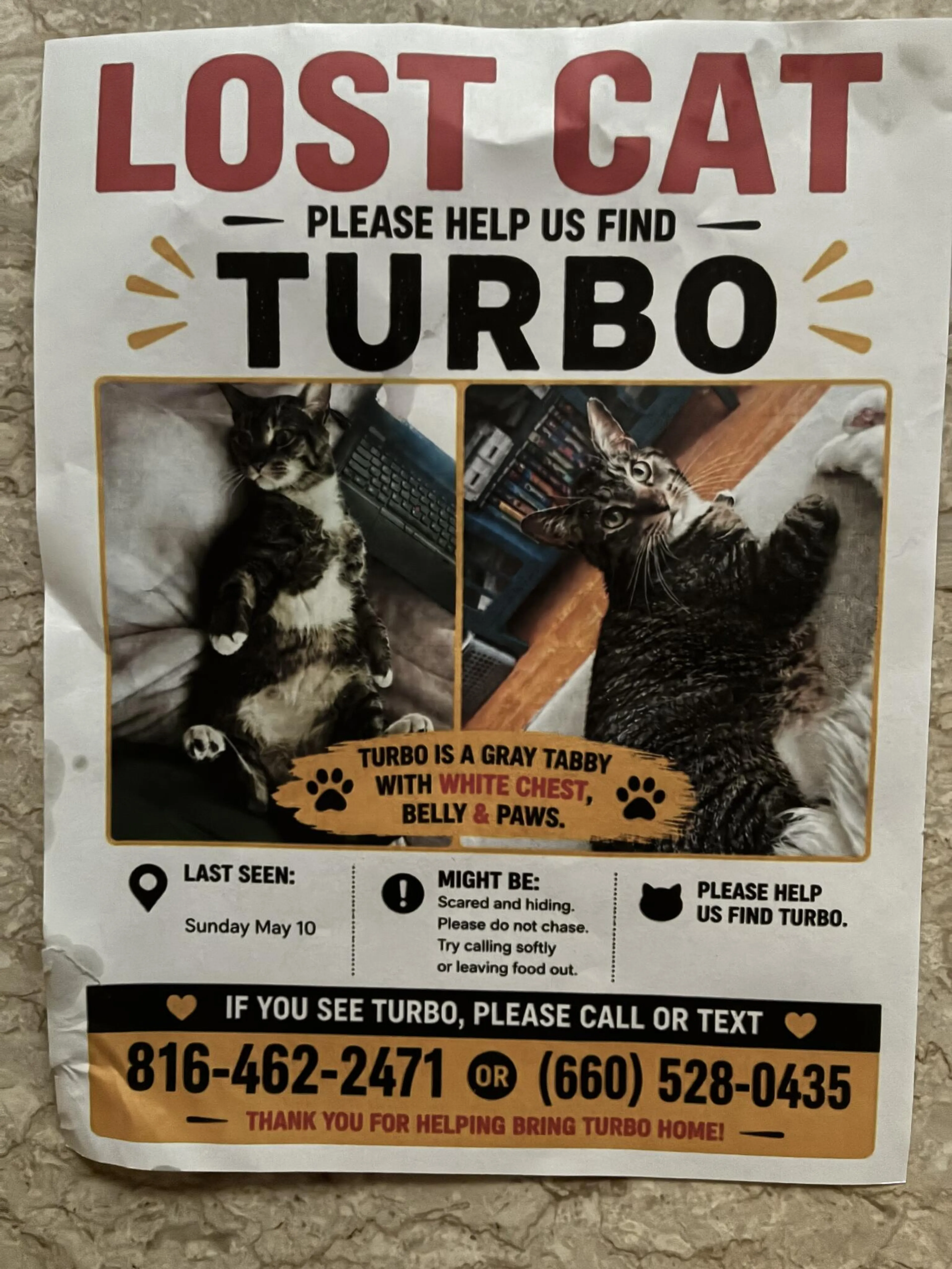 Lost pet