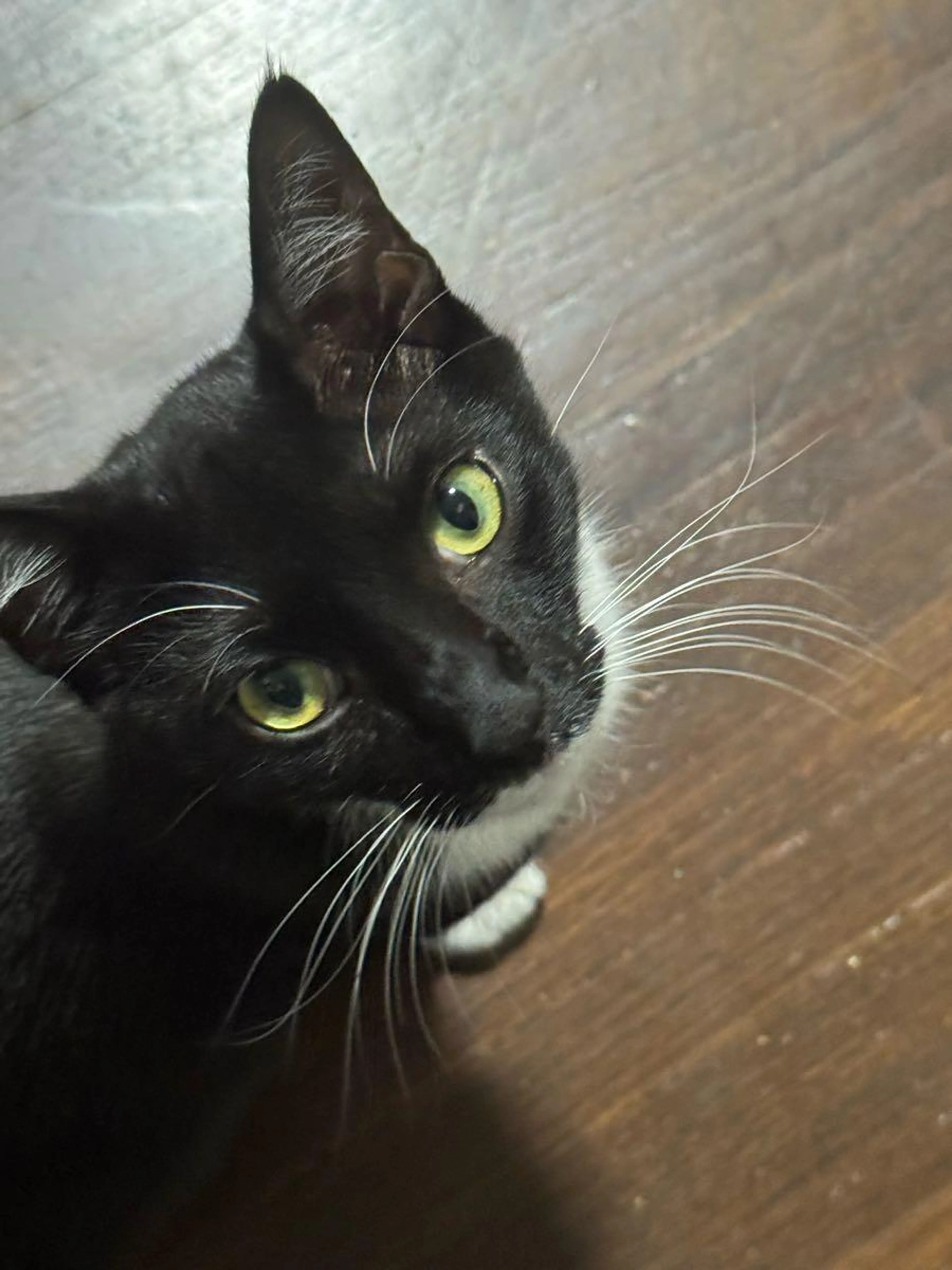 Lost pet