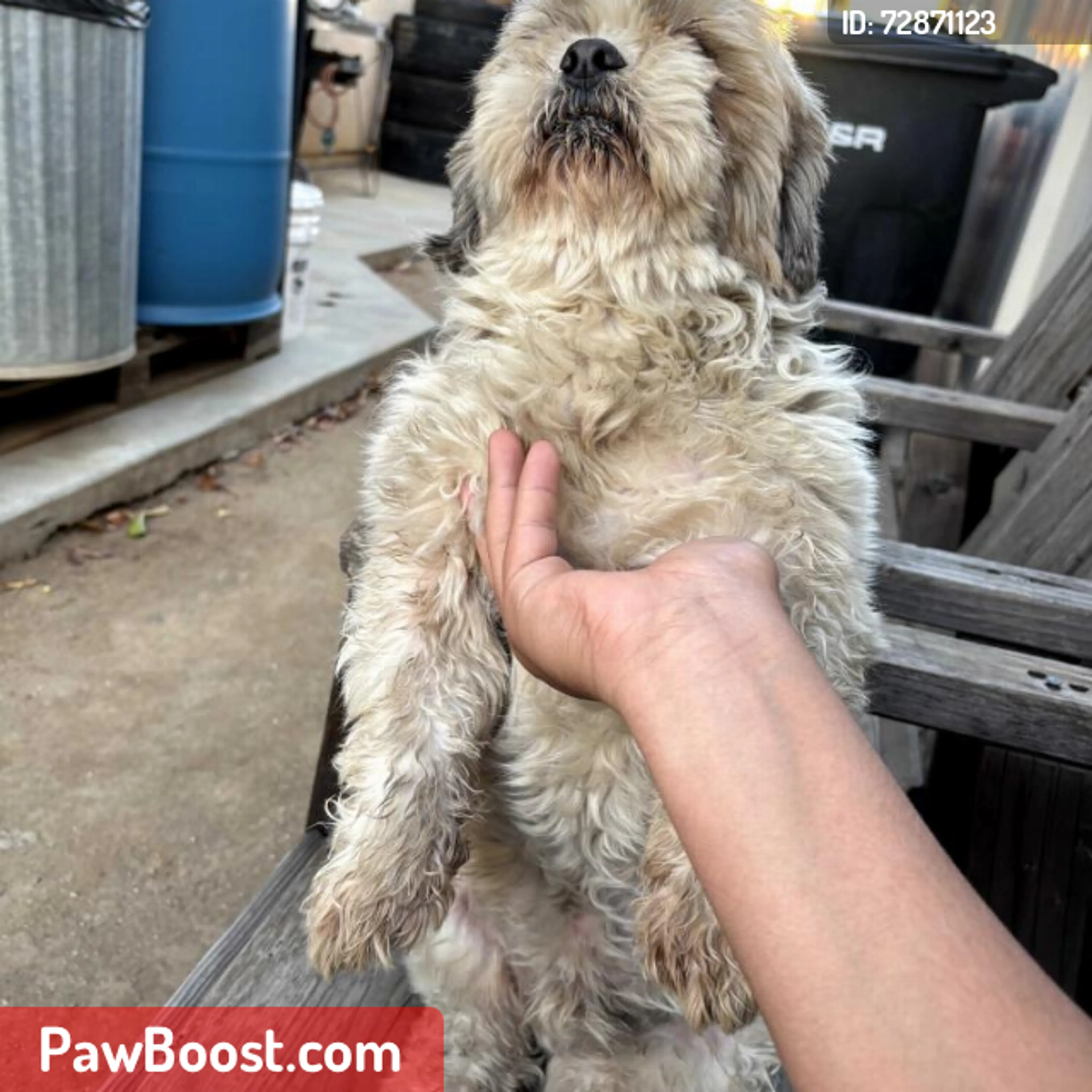 Lost pet